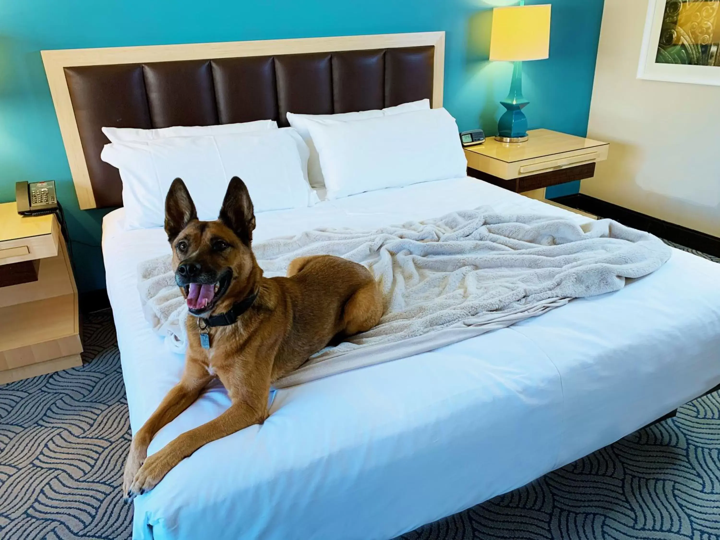Pets, Bed in Downtown Grand Hotel & Casino