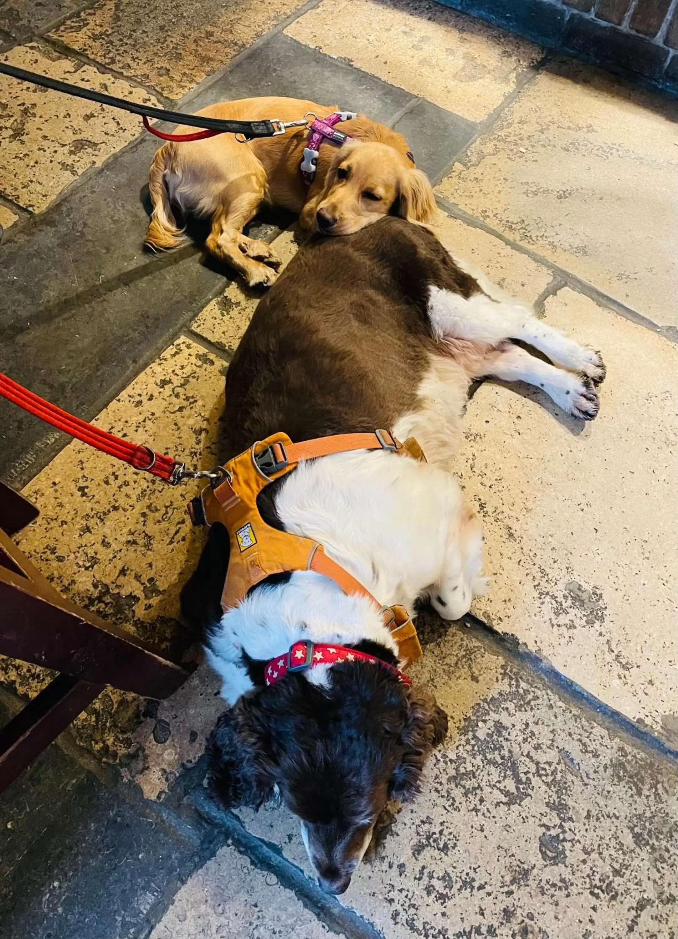 Pets in The Greyhound Inn