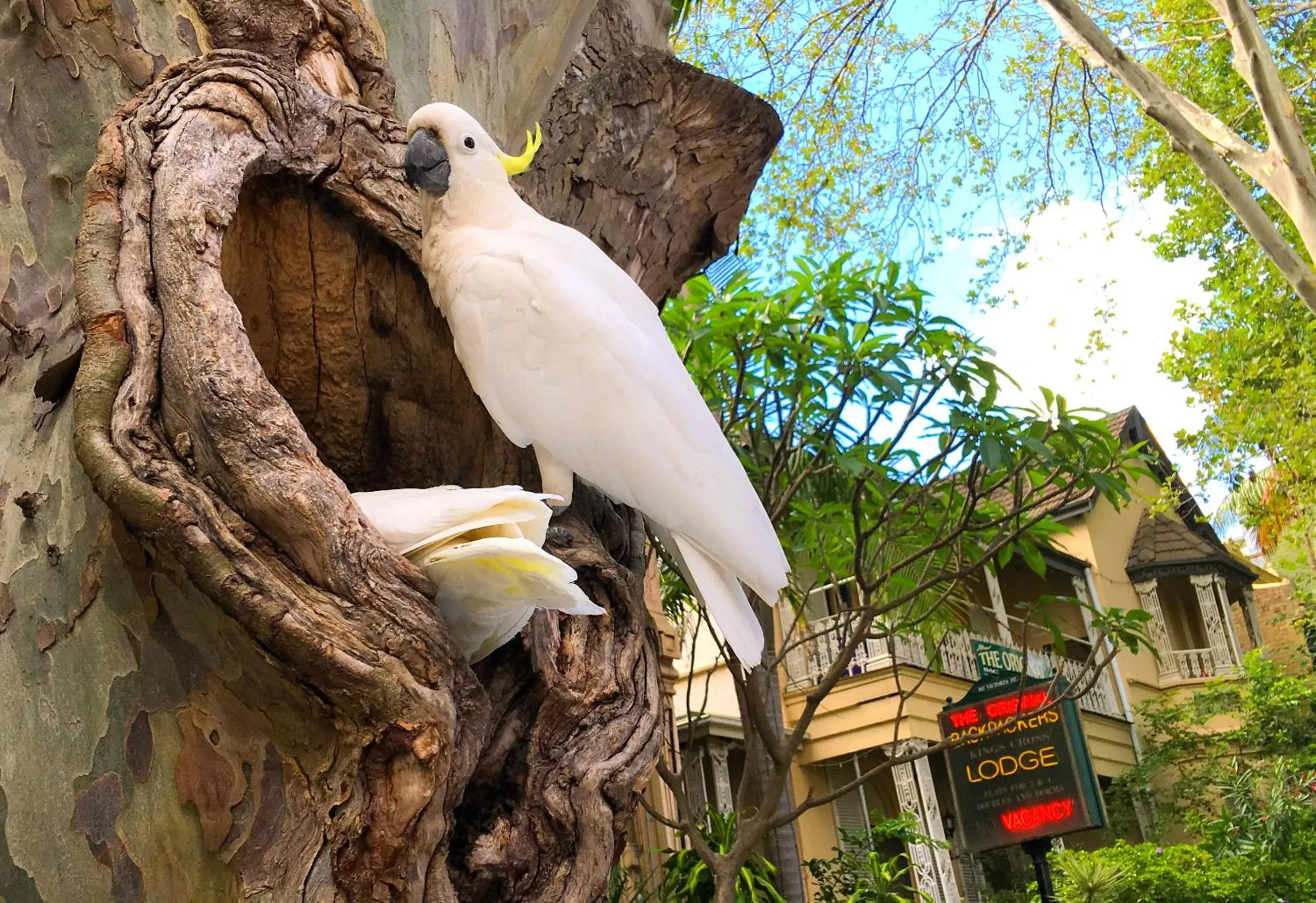 Facade/entrance in Original Backpackers Facade/entrance in Original Backpackers