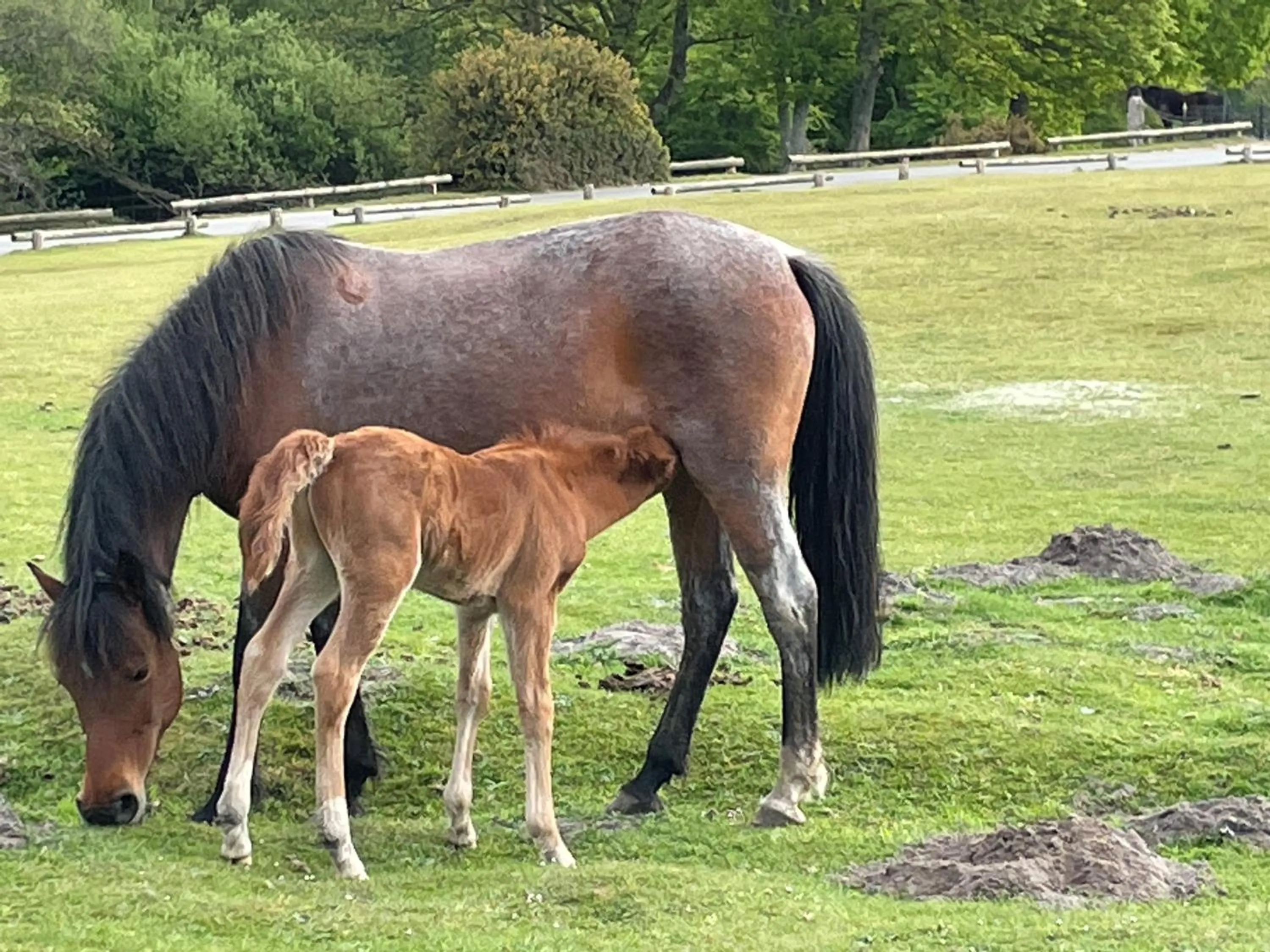 Animals in Burley Manor