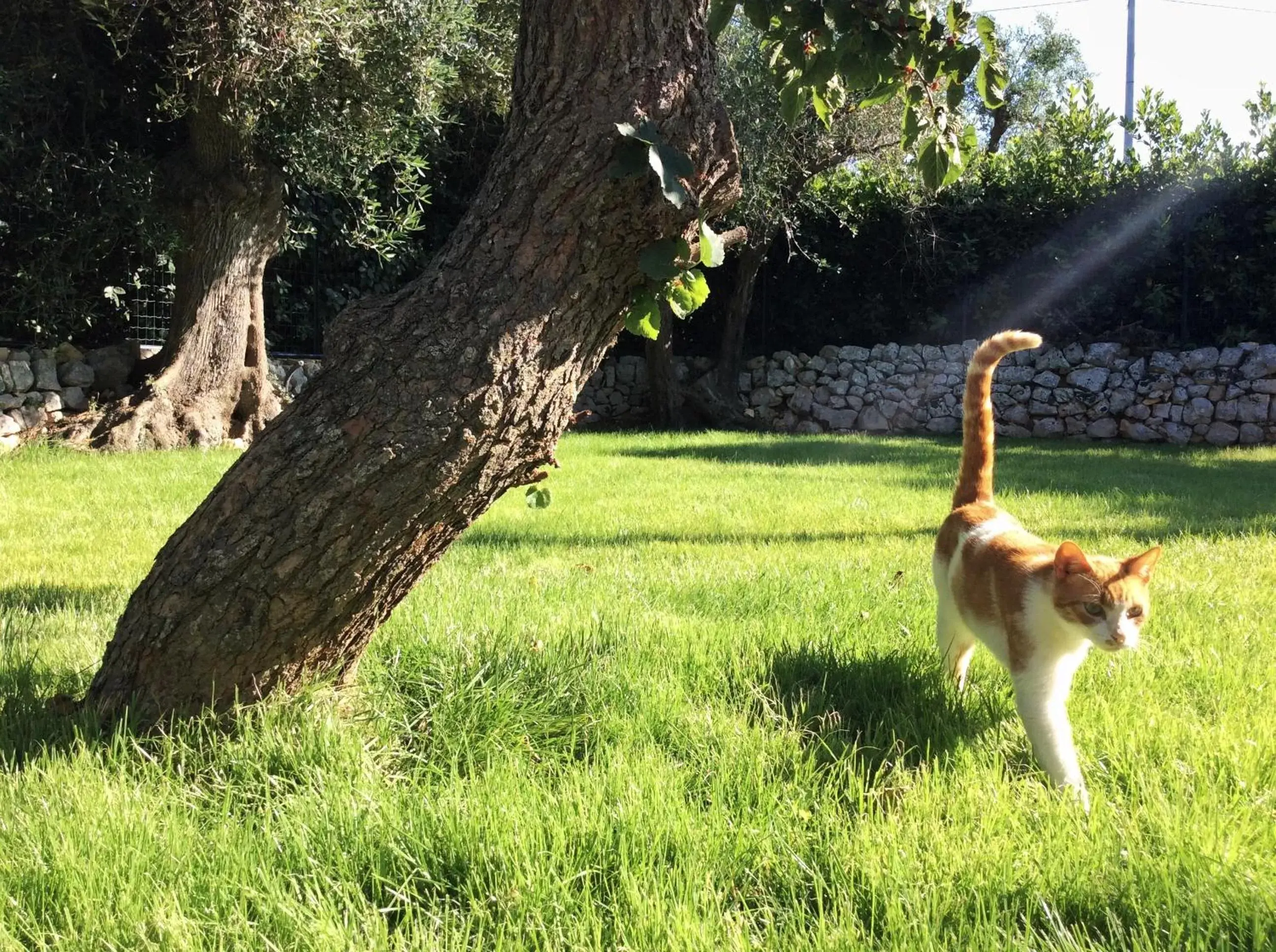 Pets in Casale Petrarolo