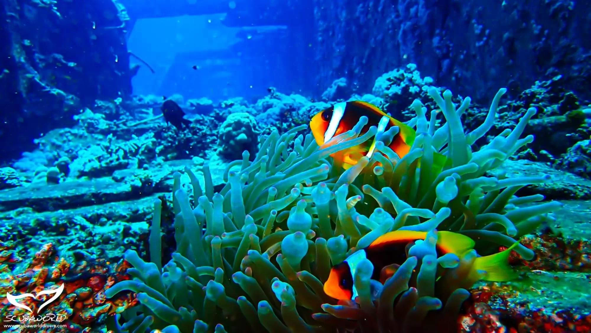 Animals in Movenpick Waterpark Resort & Spa Soma Bay