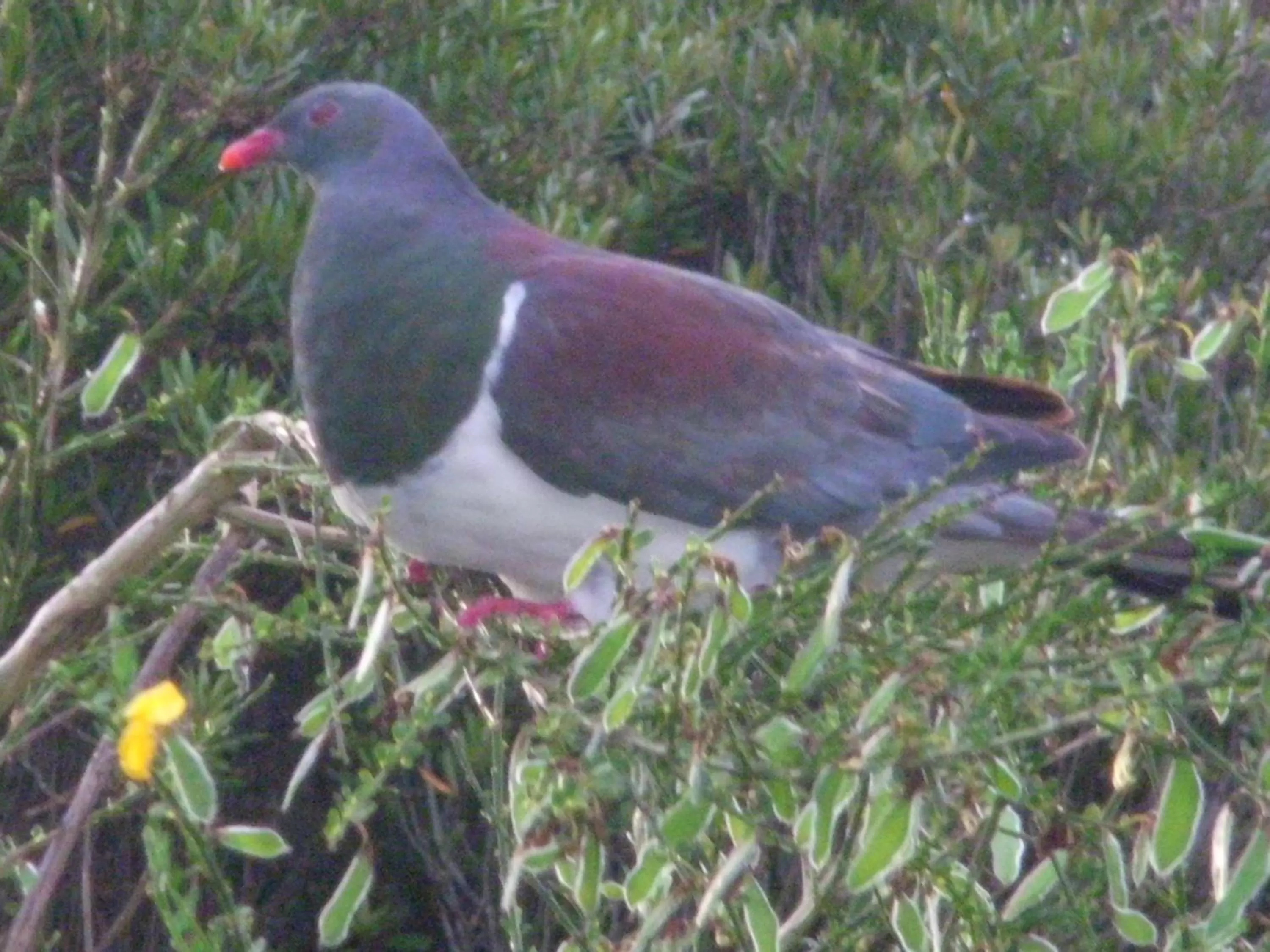 Animals in Mahinapua Retreat B&B