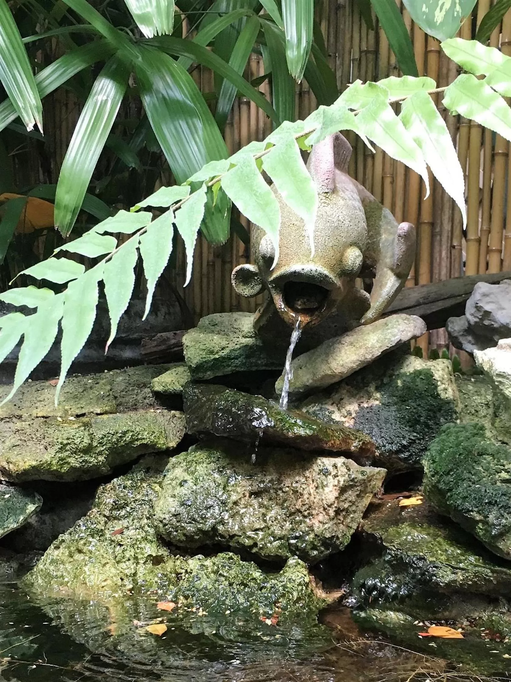 Garden in Douglas House