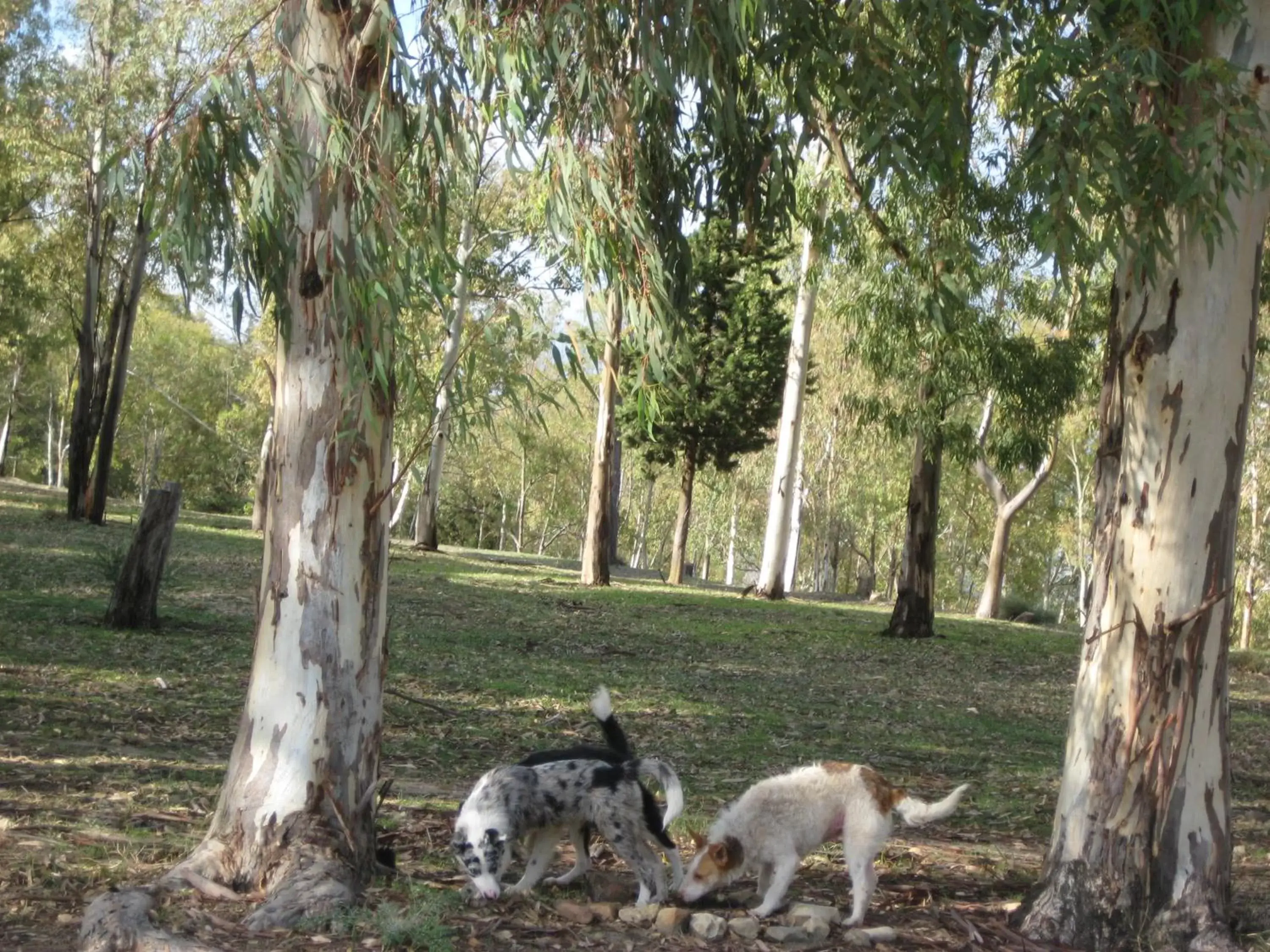 Natural landscape, Pets in Oasi del Lago