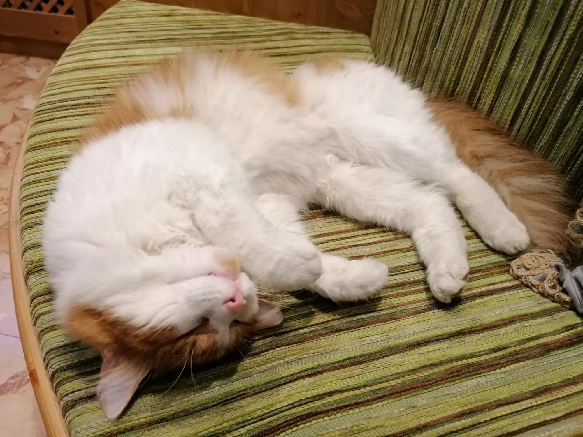 Pets in Adler Hotel-Pension