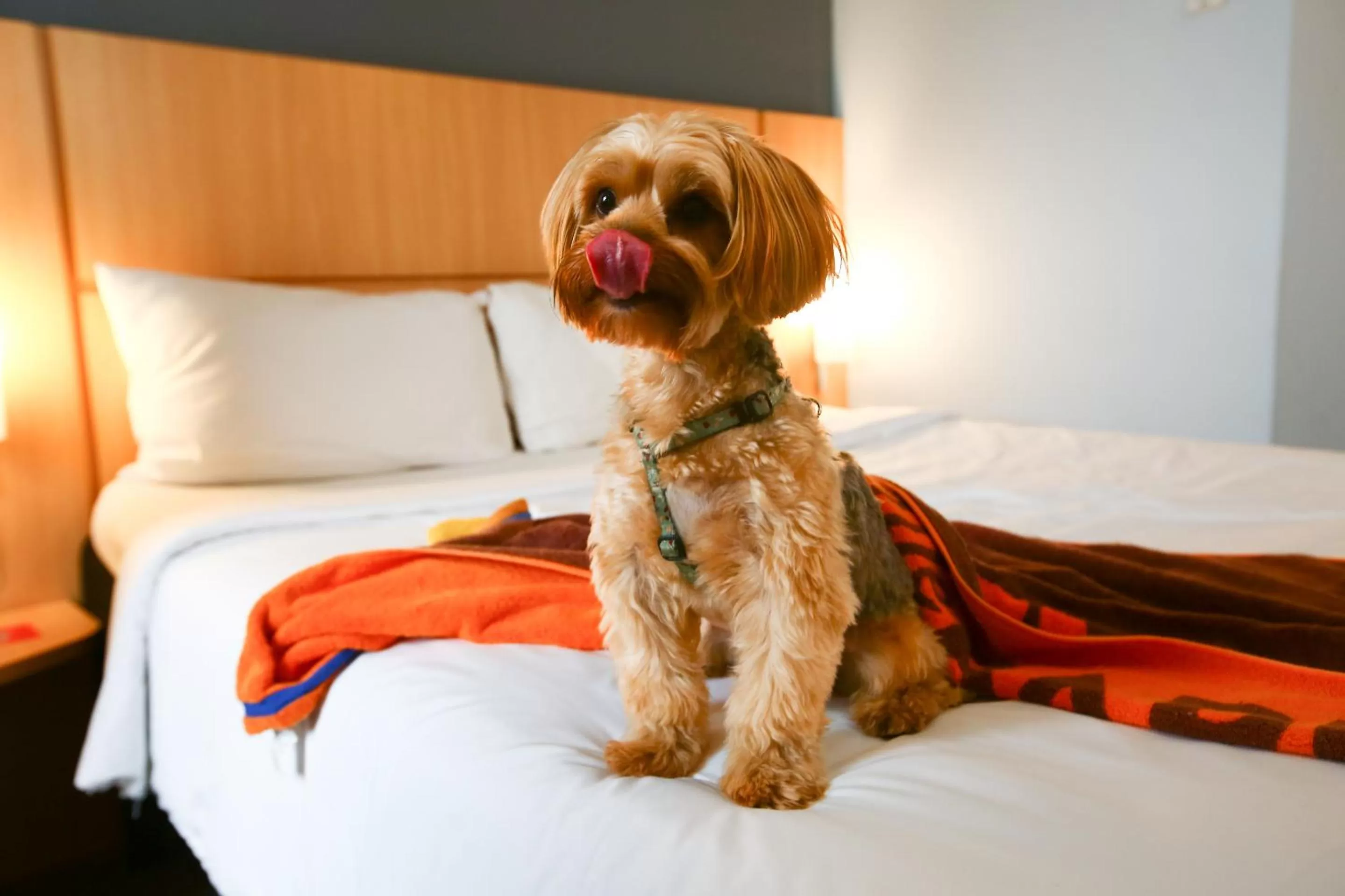 Bed in ibis budget Rio de Janeiro Nova America