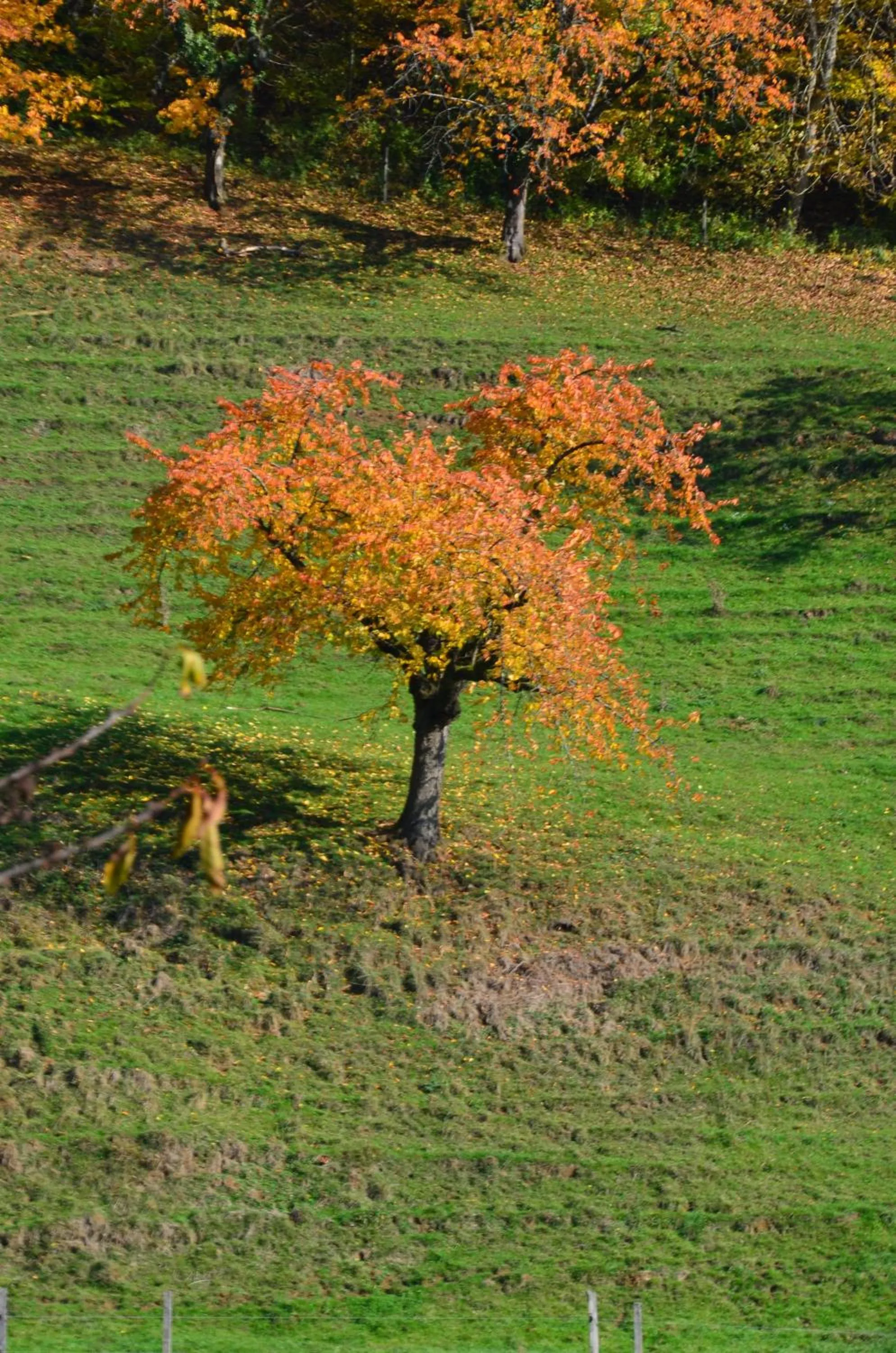 Day in Bad Schauenburg