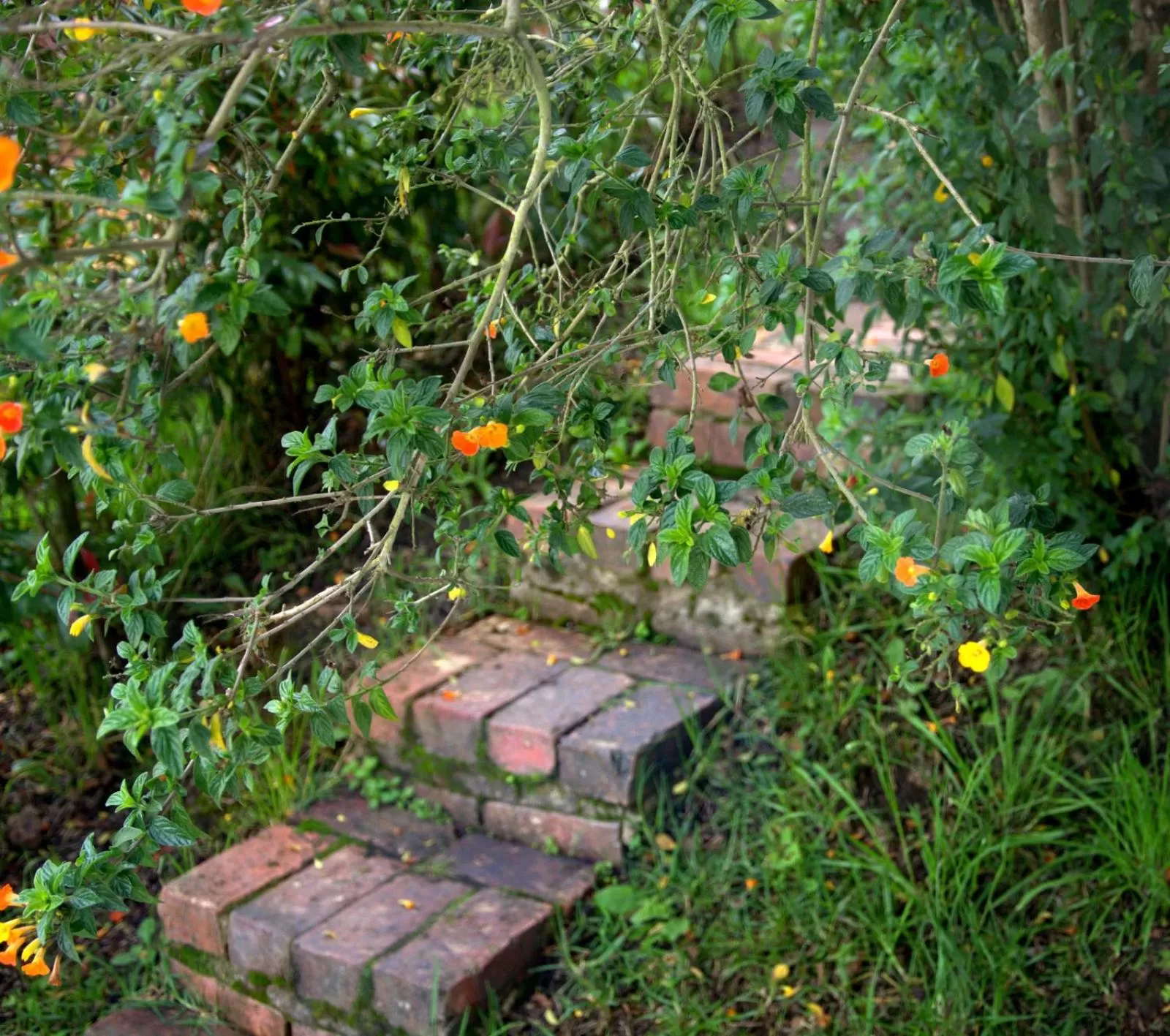 Garden in El Pedregal Sopó