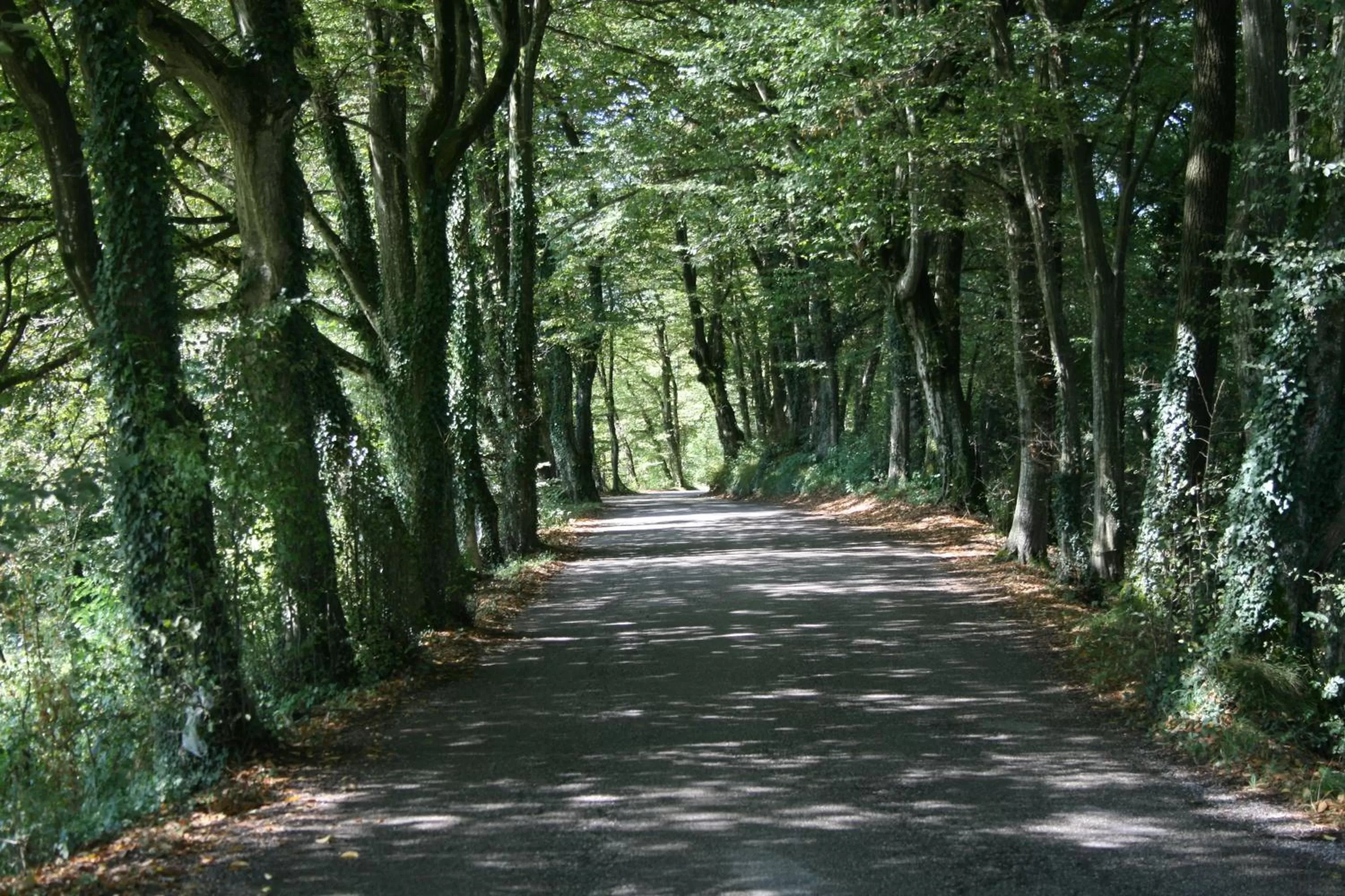 Facade/entrance in Villa San Liberale - Suites & Wellness - Villa Veneta
