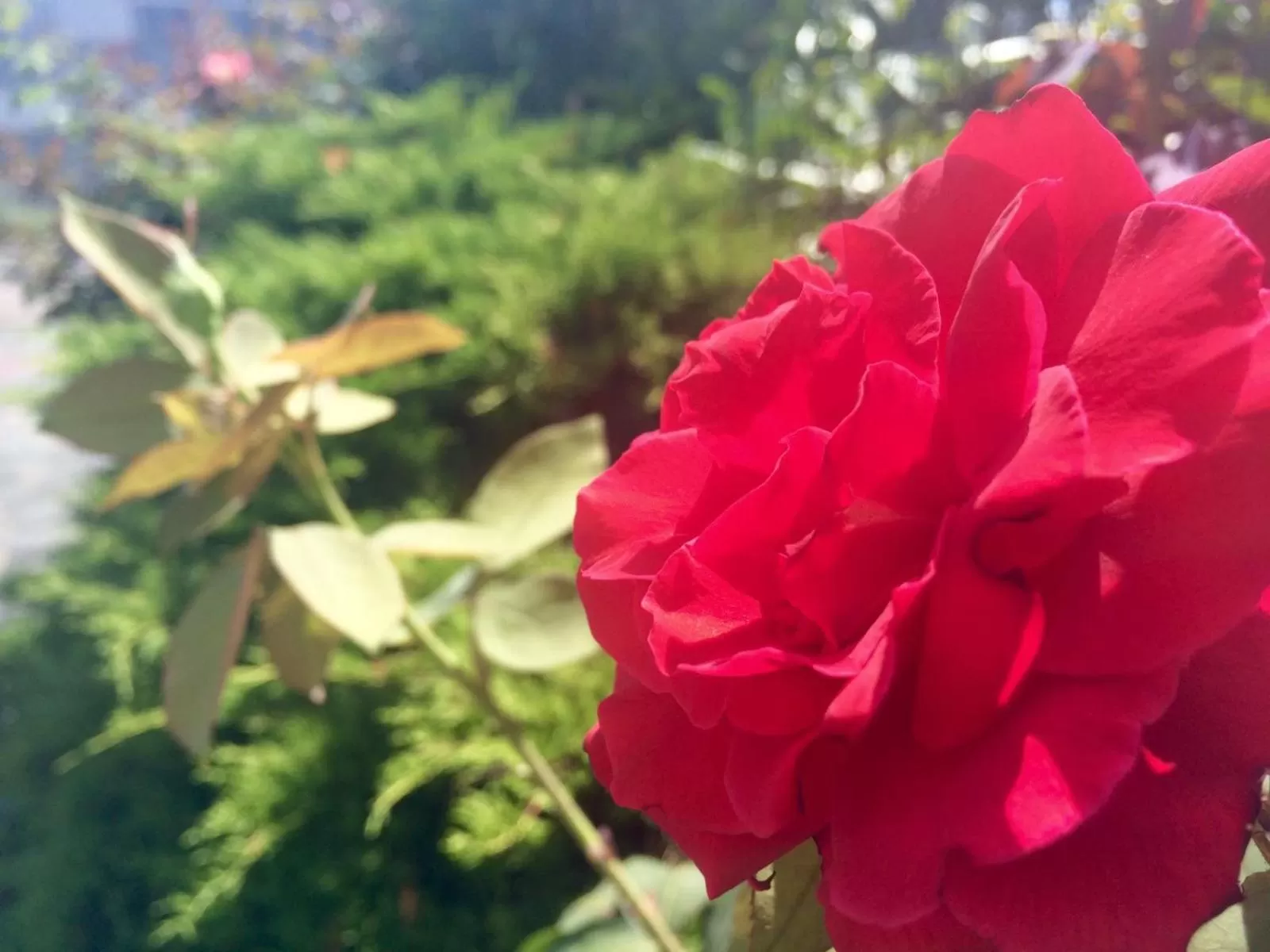 Pets in Giada Palace - Rooms