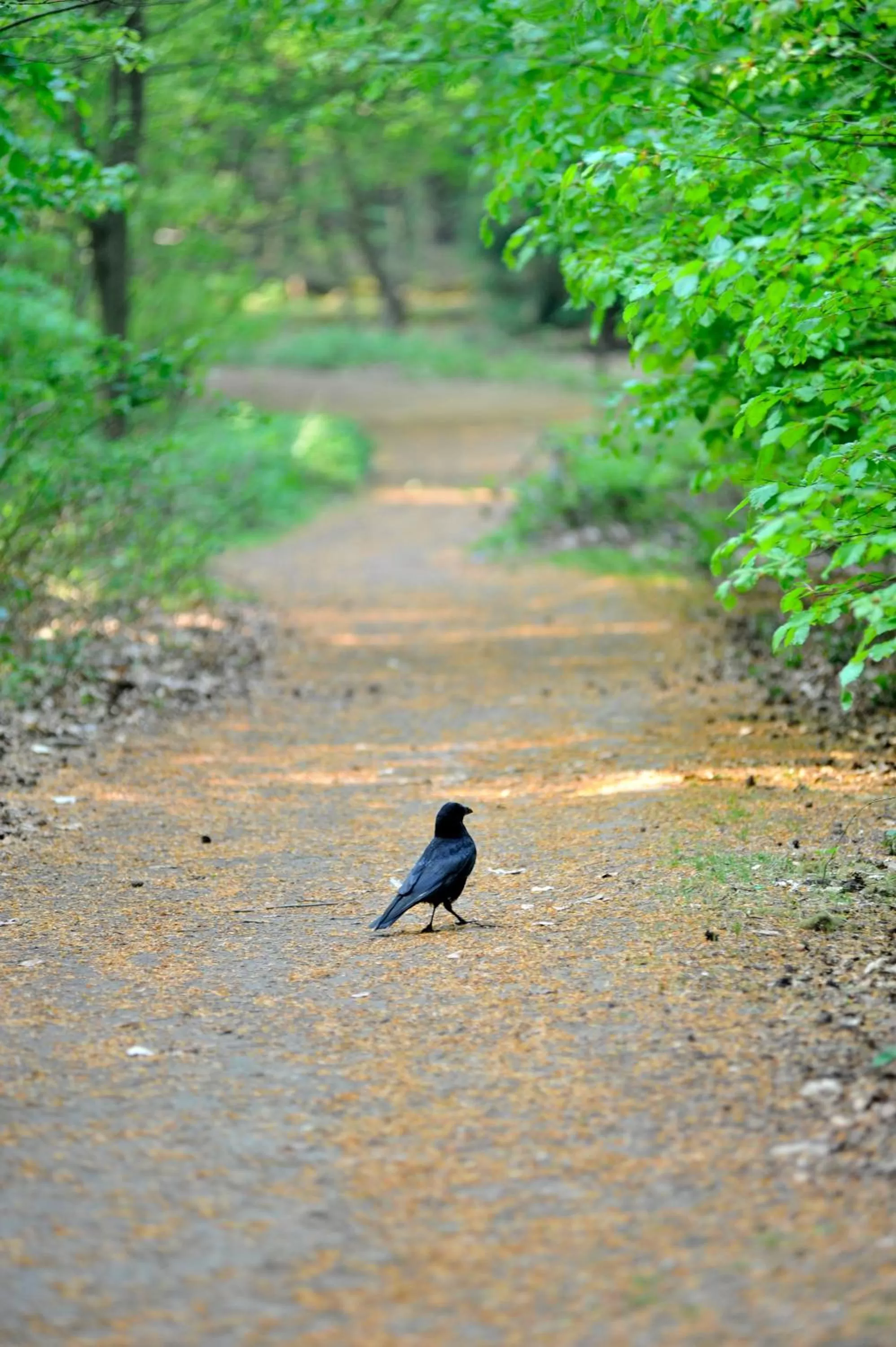 Other in Parkhotel Mastbosch Breda