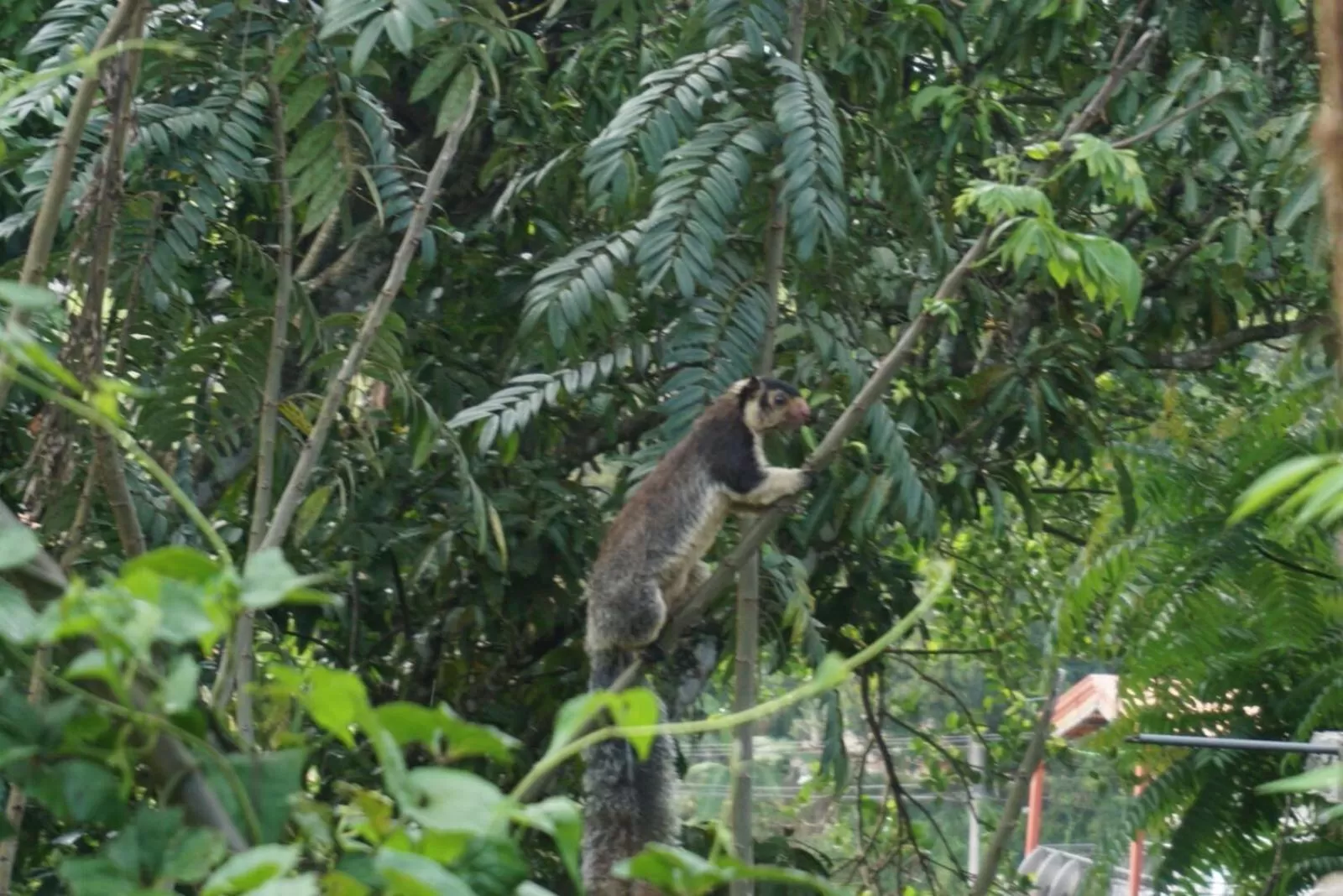 Other Animals in The Symbol of Ella