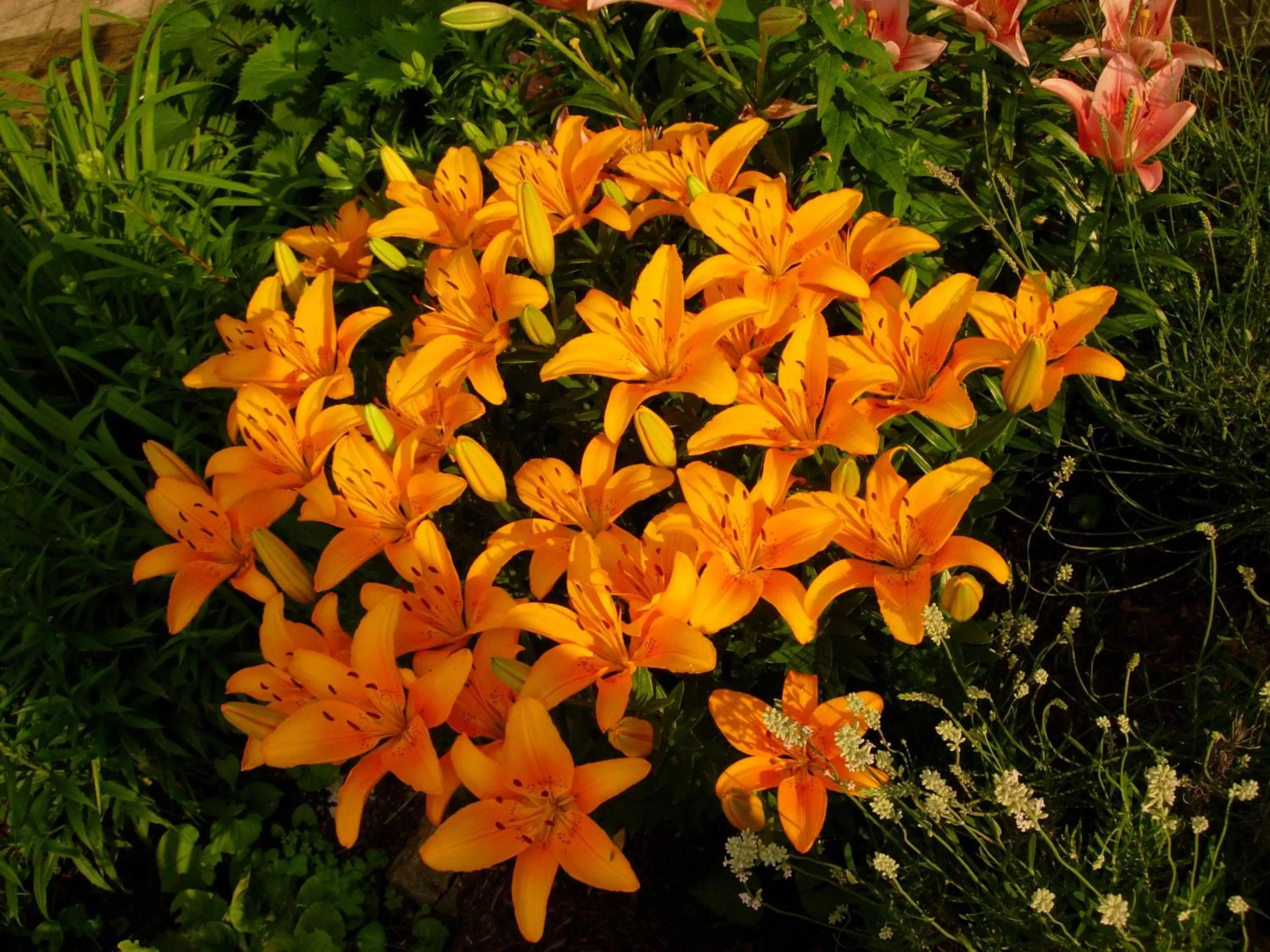 Garden in 1825 Inn Bed and Breakfast