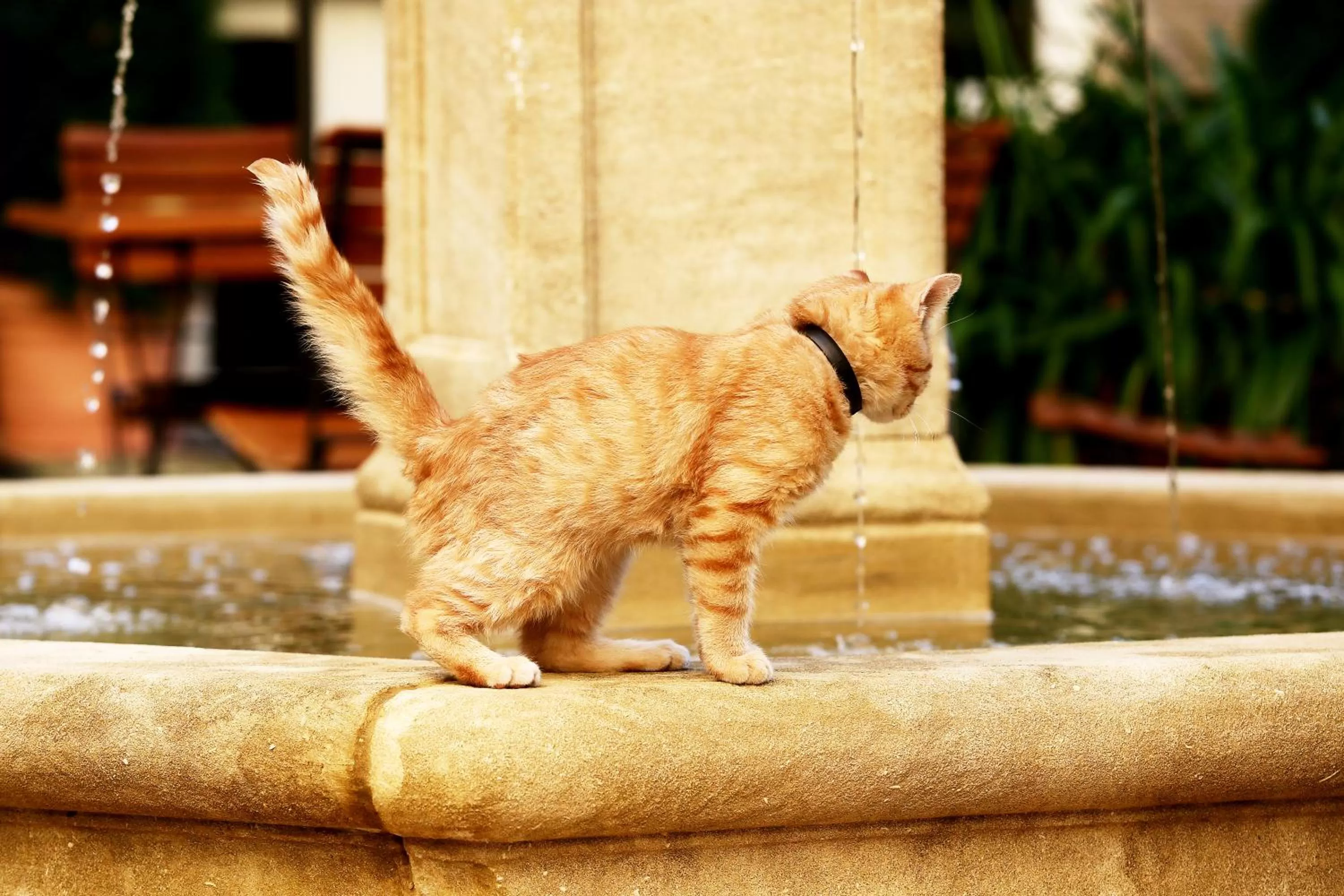 Pets in Garden Living - Boutique Hotel