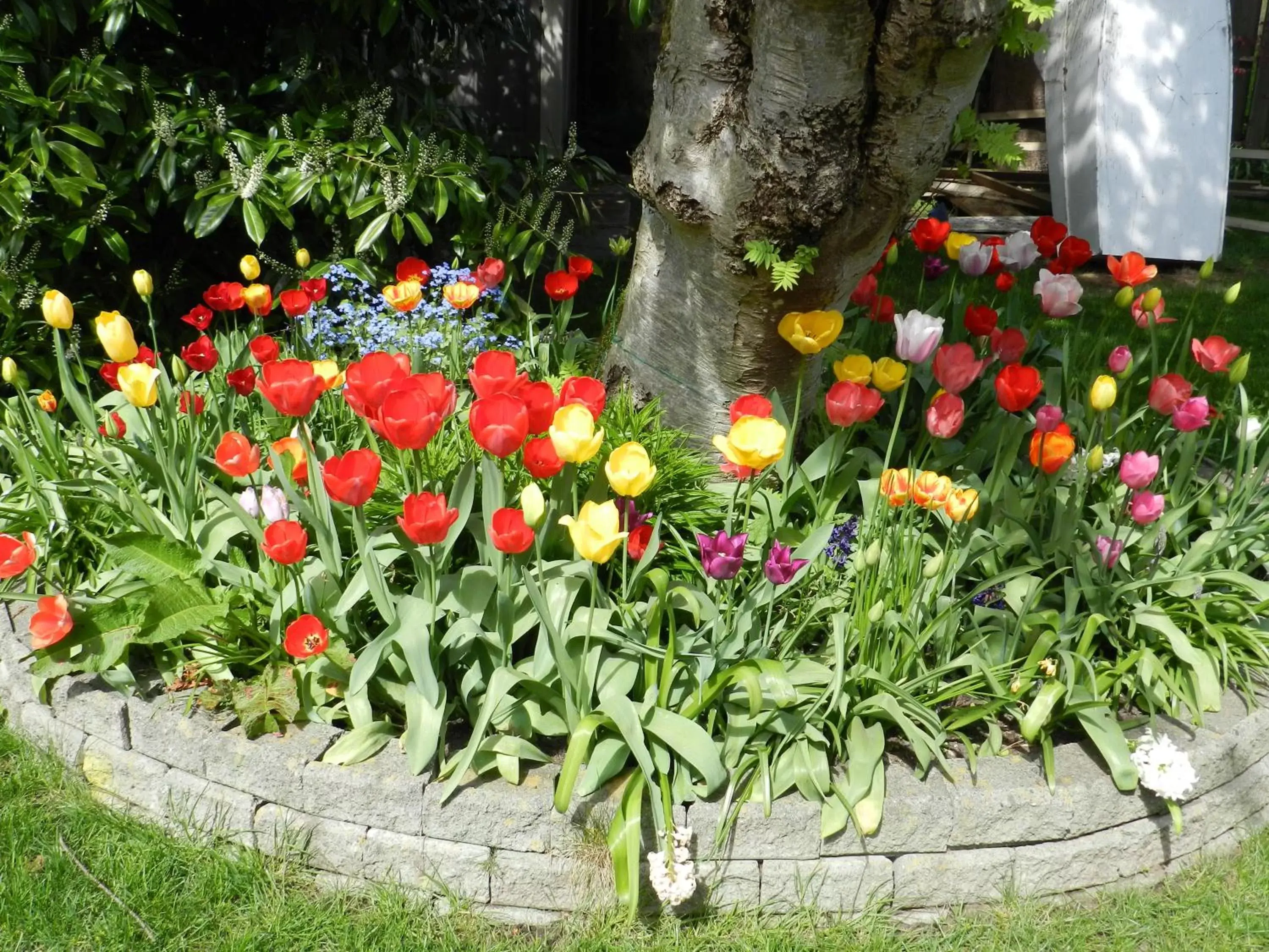 Garden in Serenity