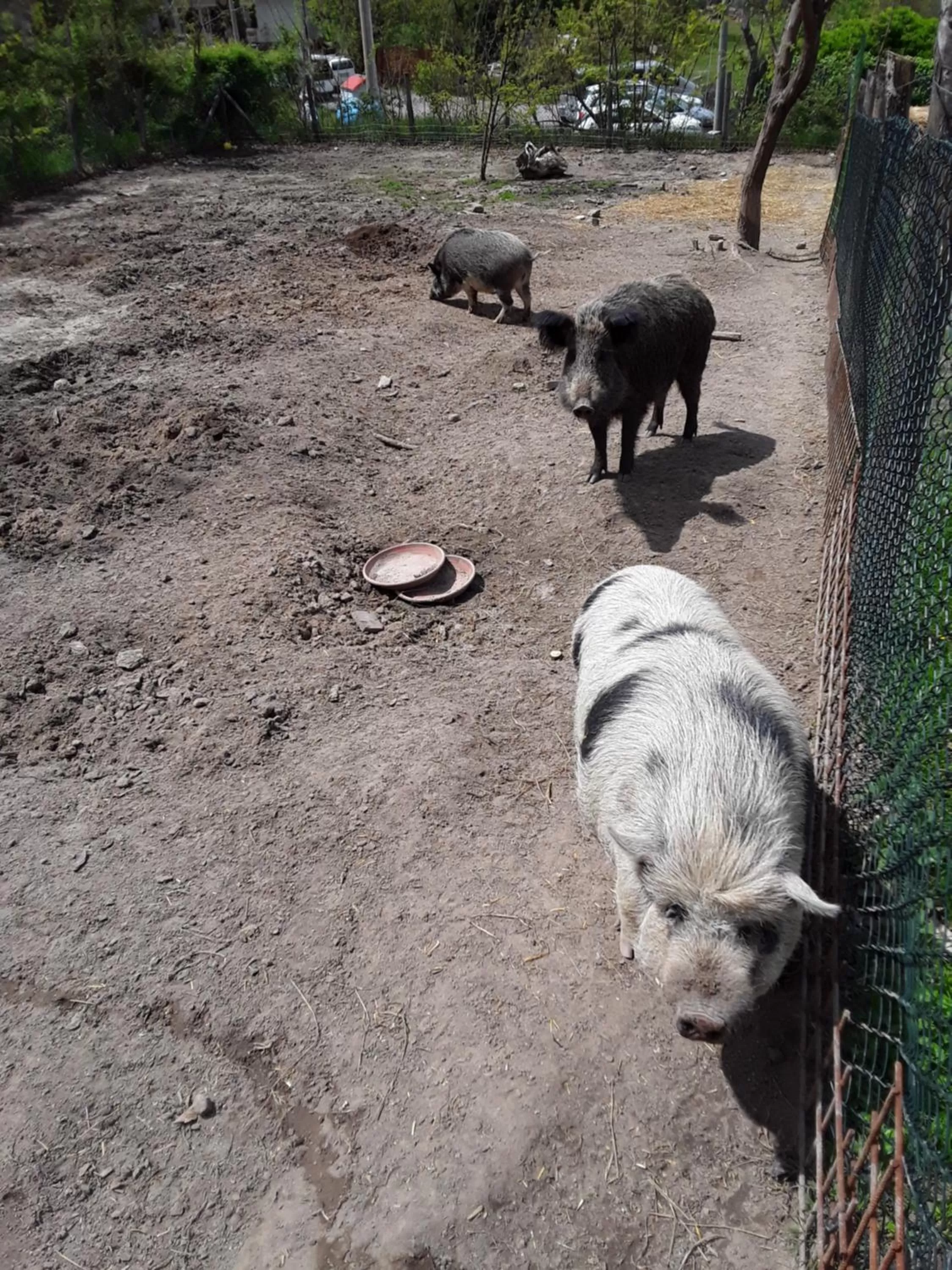 Animals in B&B Podere Legnotorto