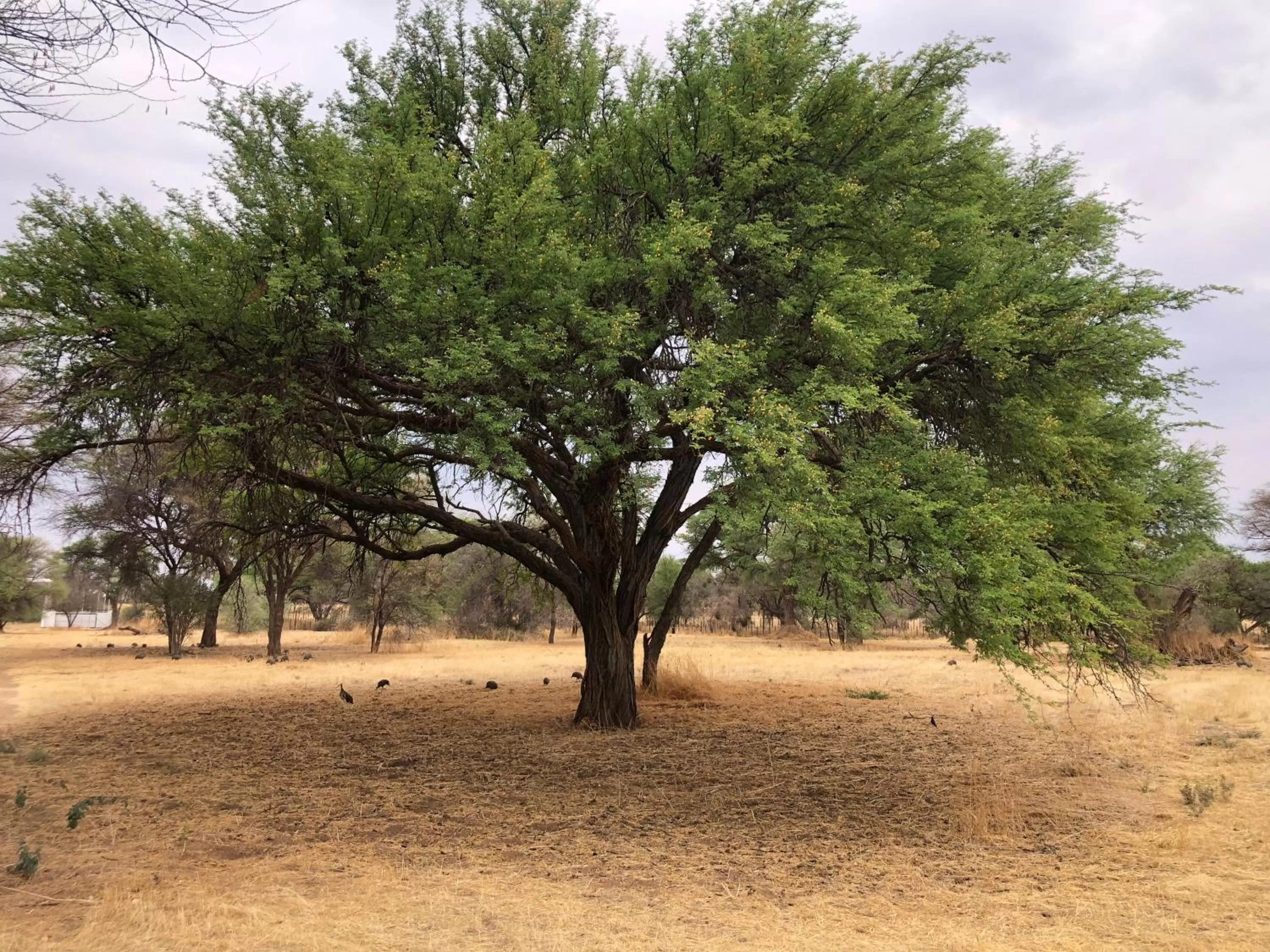 Natural landscape in Okahandja Country Hotel