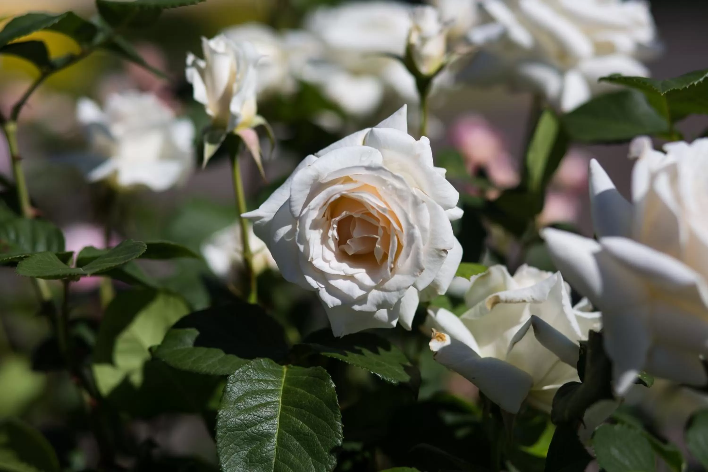 Garden in Willows Motel