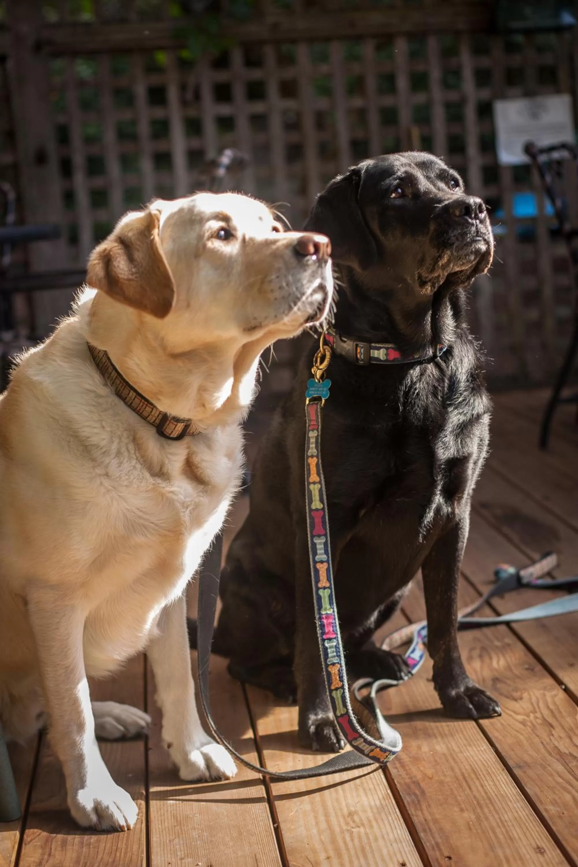 Other, Pets in Carmel Country Inn