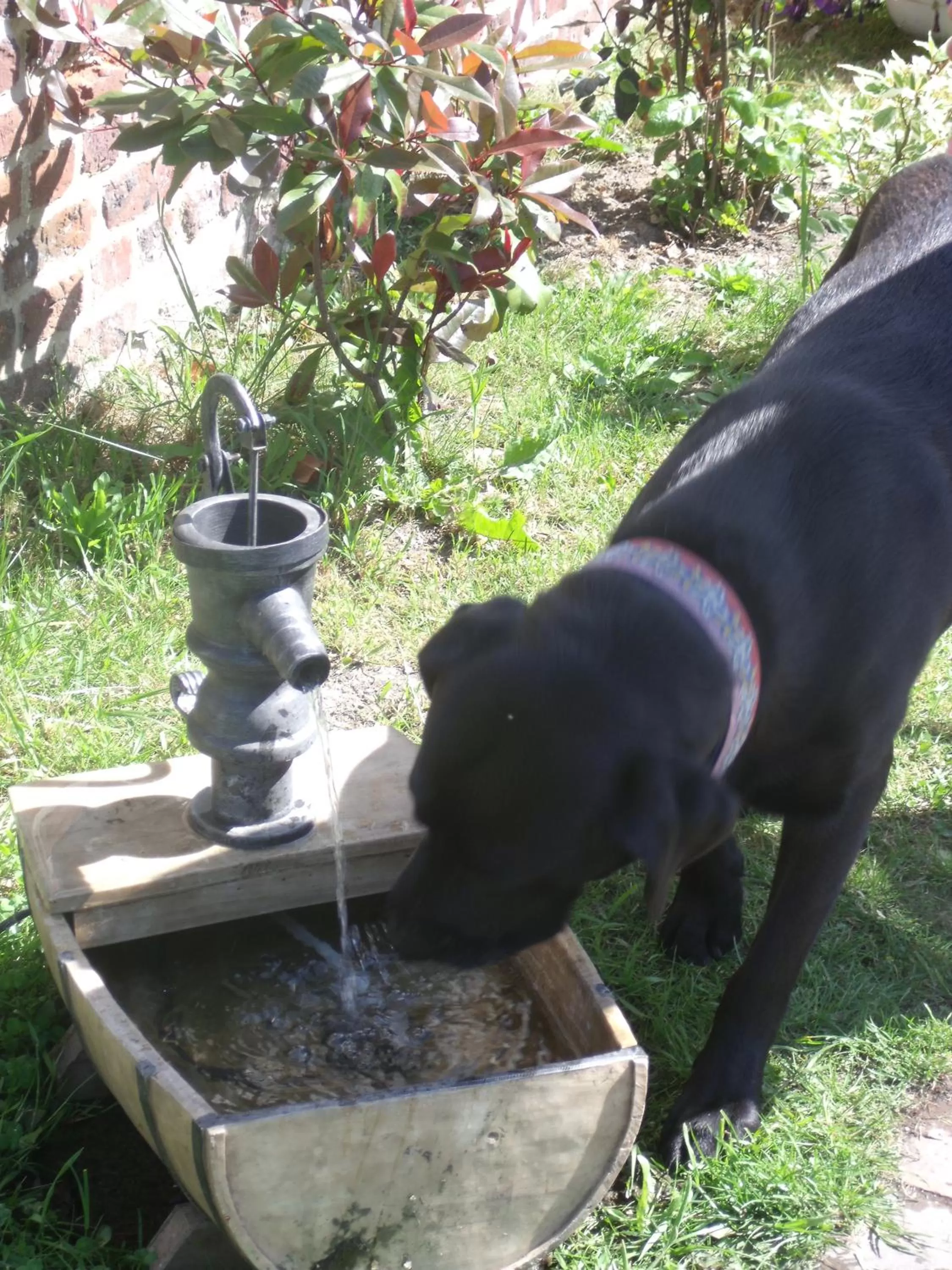 Pets in chambres d hotes ,hotel ,Secret d'une Nuit a vicq prės de onnaing,avec piscine