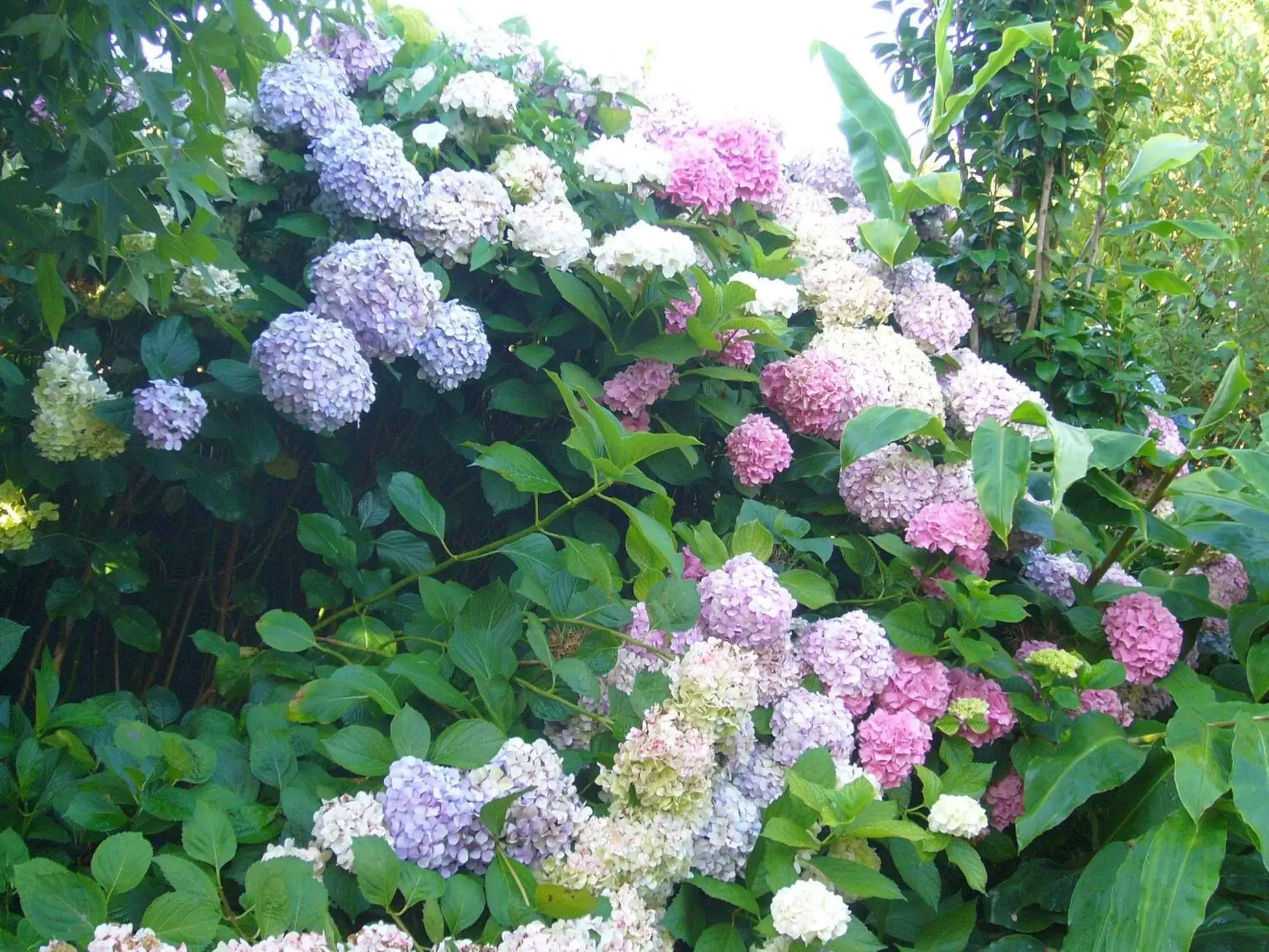 Garden in Casa 3 Águias