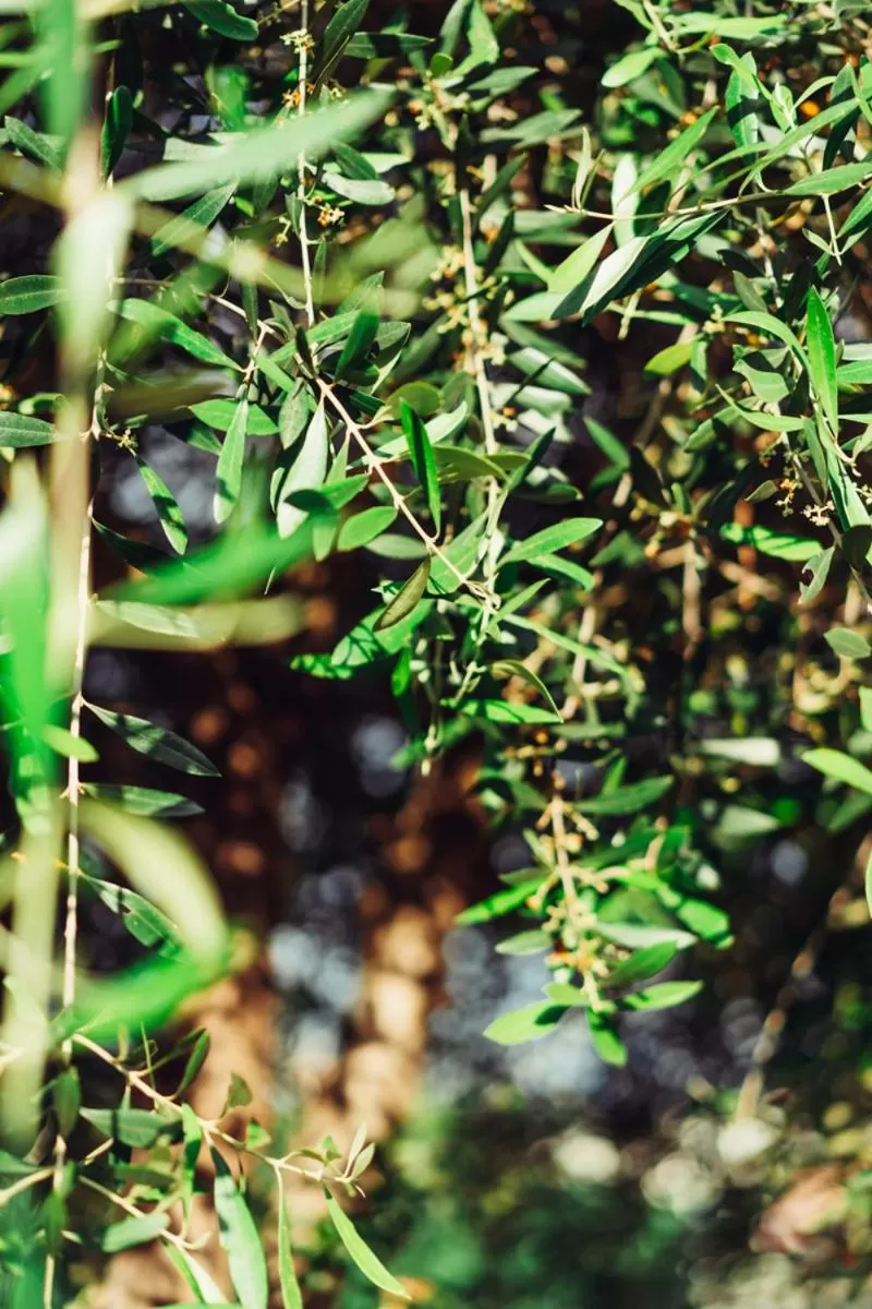 Garden in LPH - Dannunziano Country House