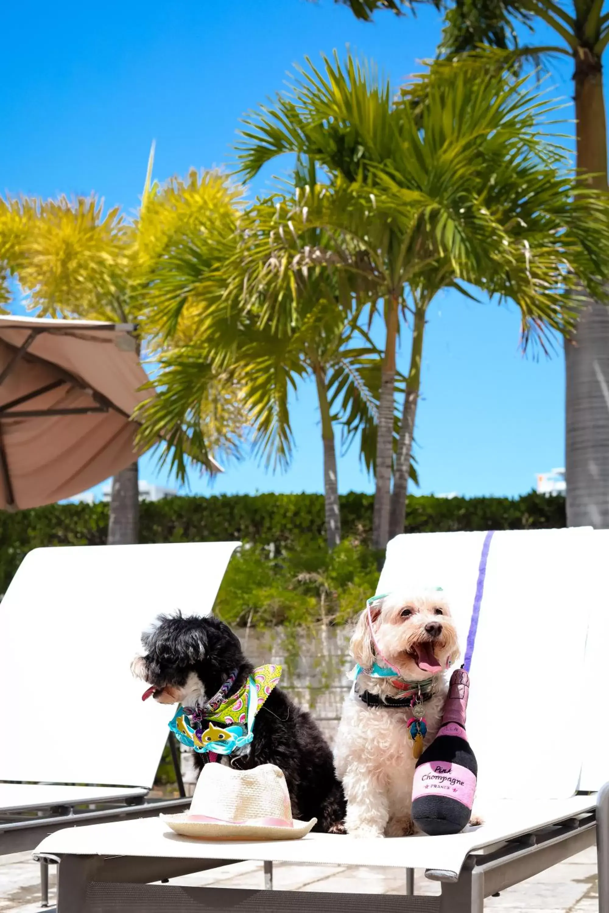 Day, Pets in Hyatt Place San Juan