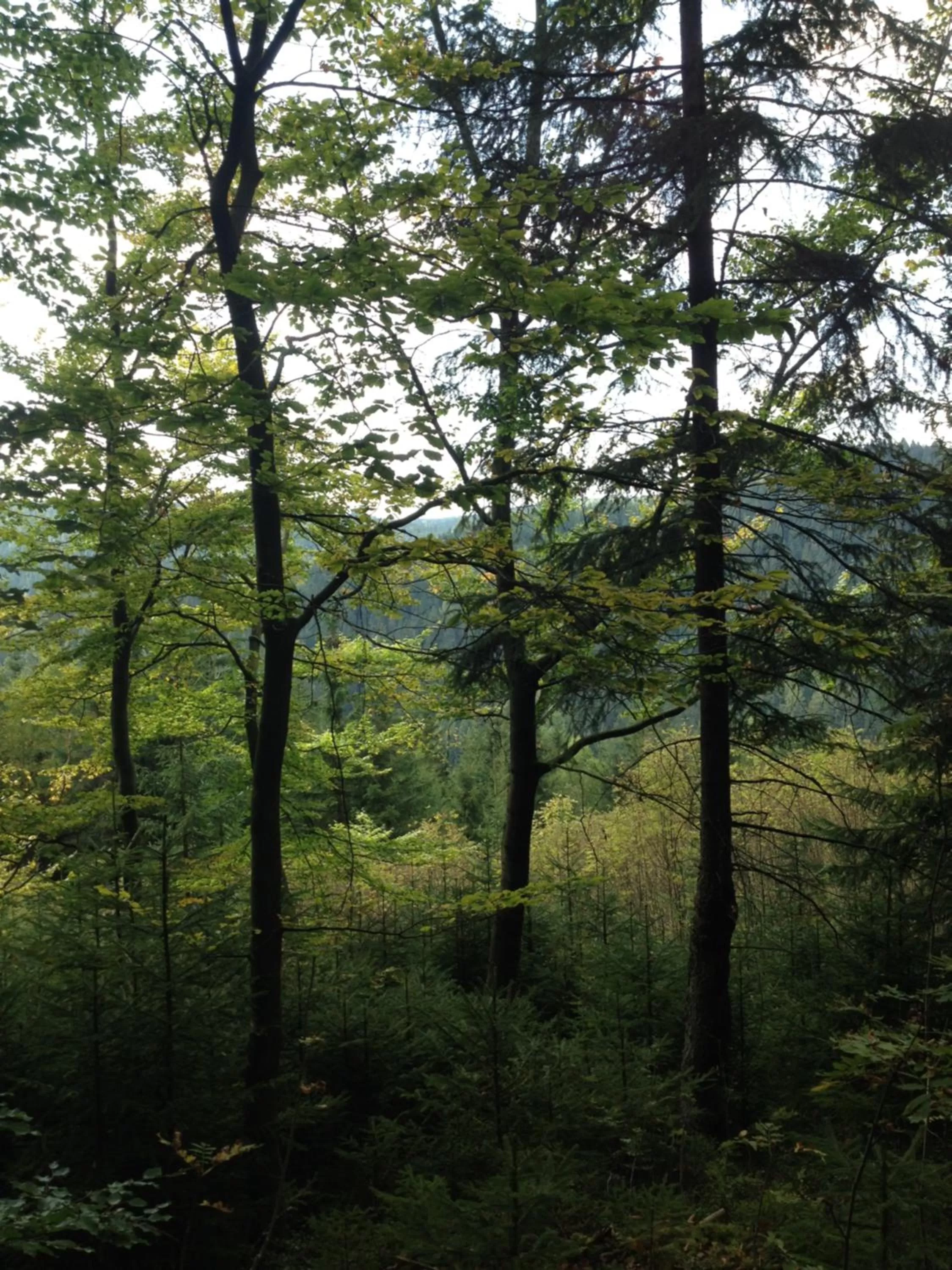 Natural landscape in Pension U Jelinka