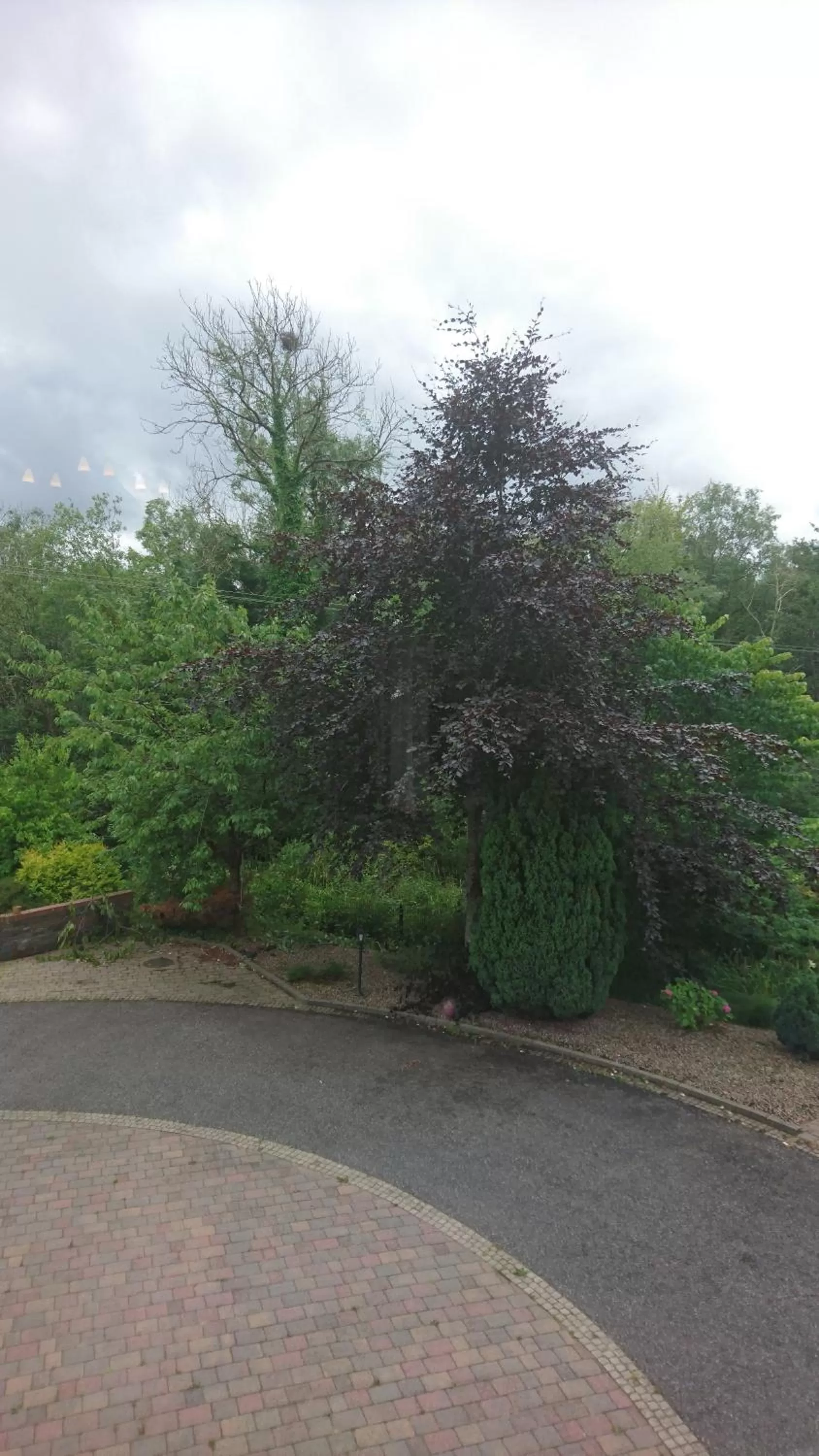 Garden in Rossclare Lodge
