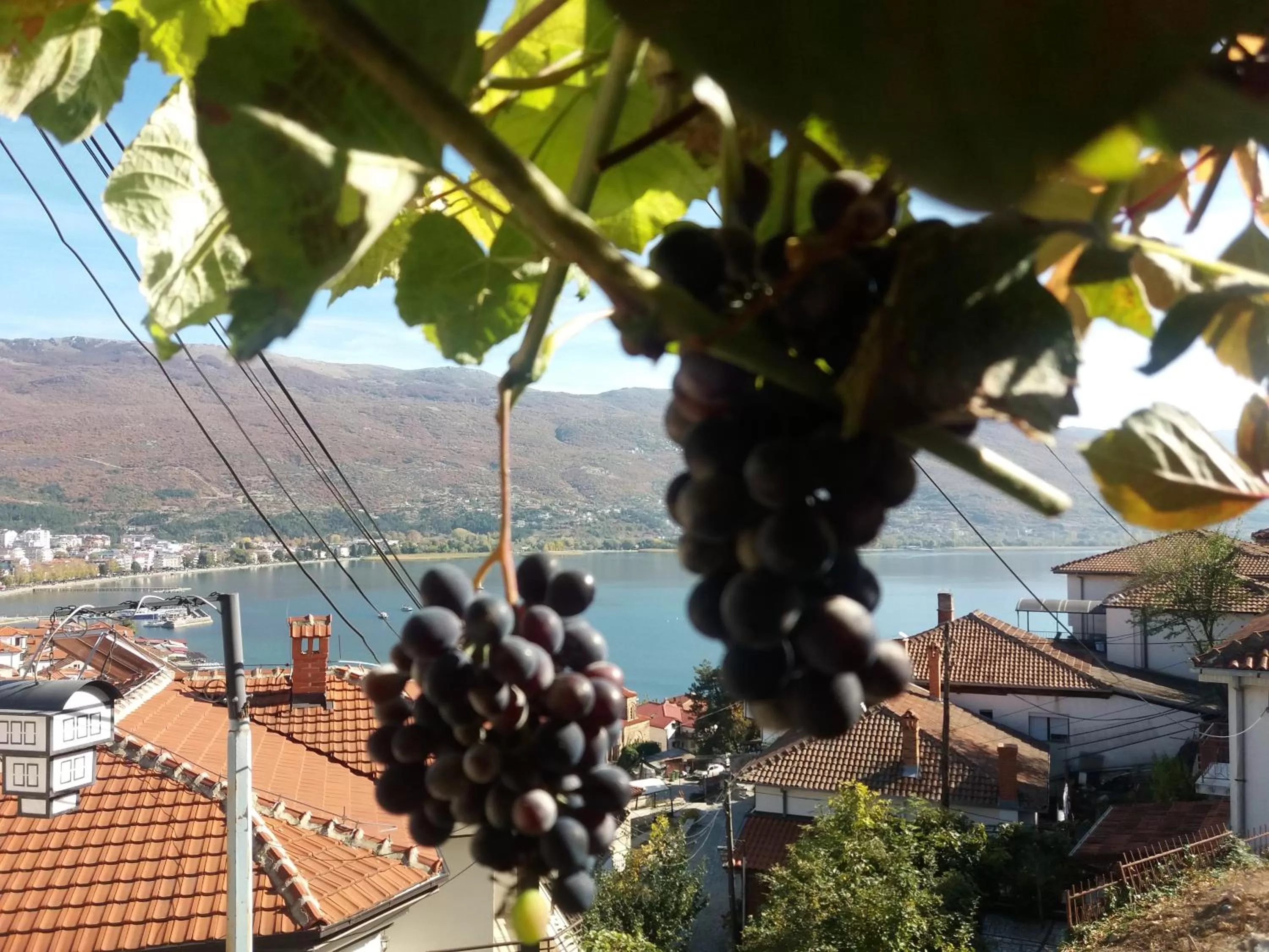 Garden in Apartments Villa Saray