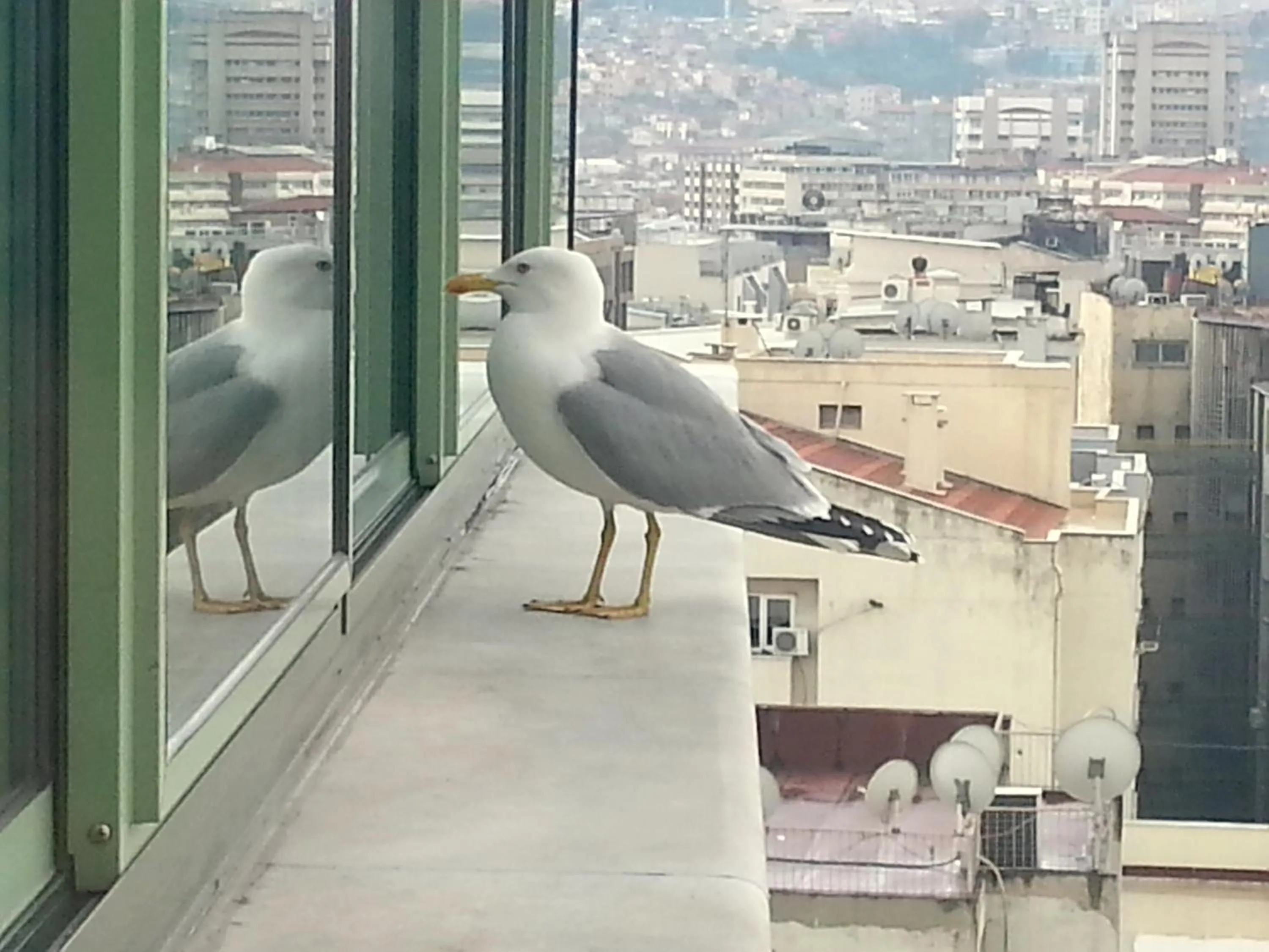 Animals in Hotel Marla