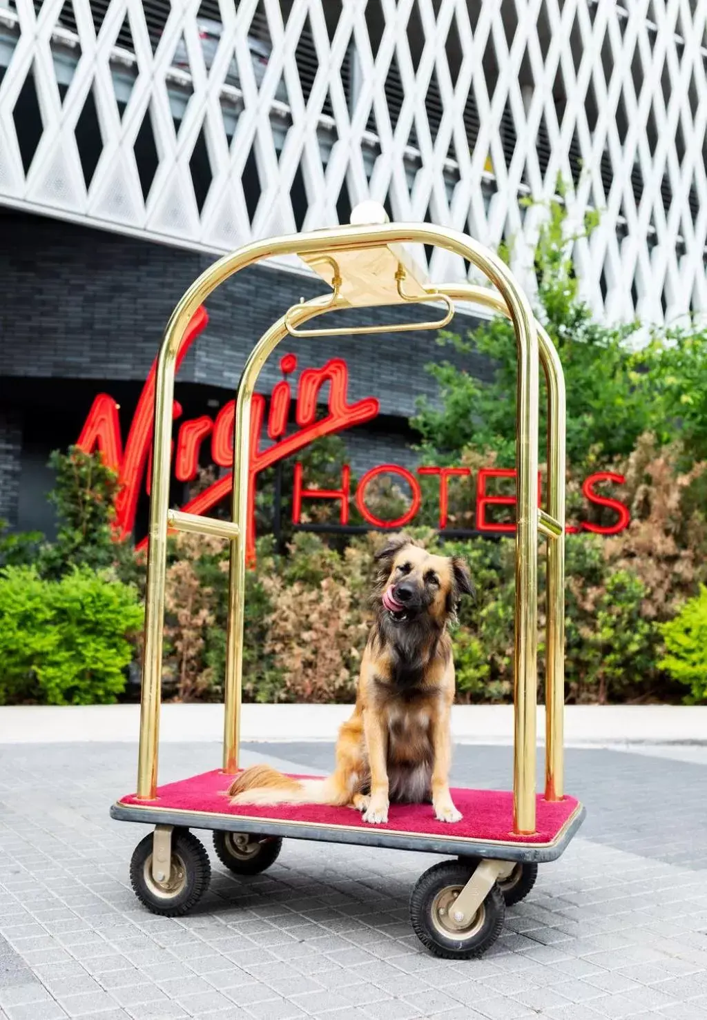 Pets in Virgin Hotels New Orleans