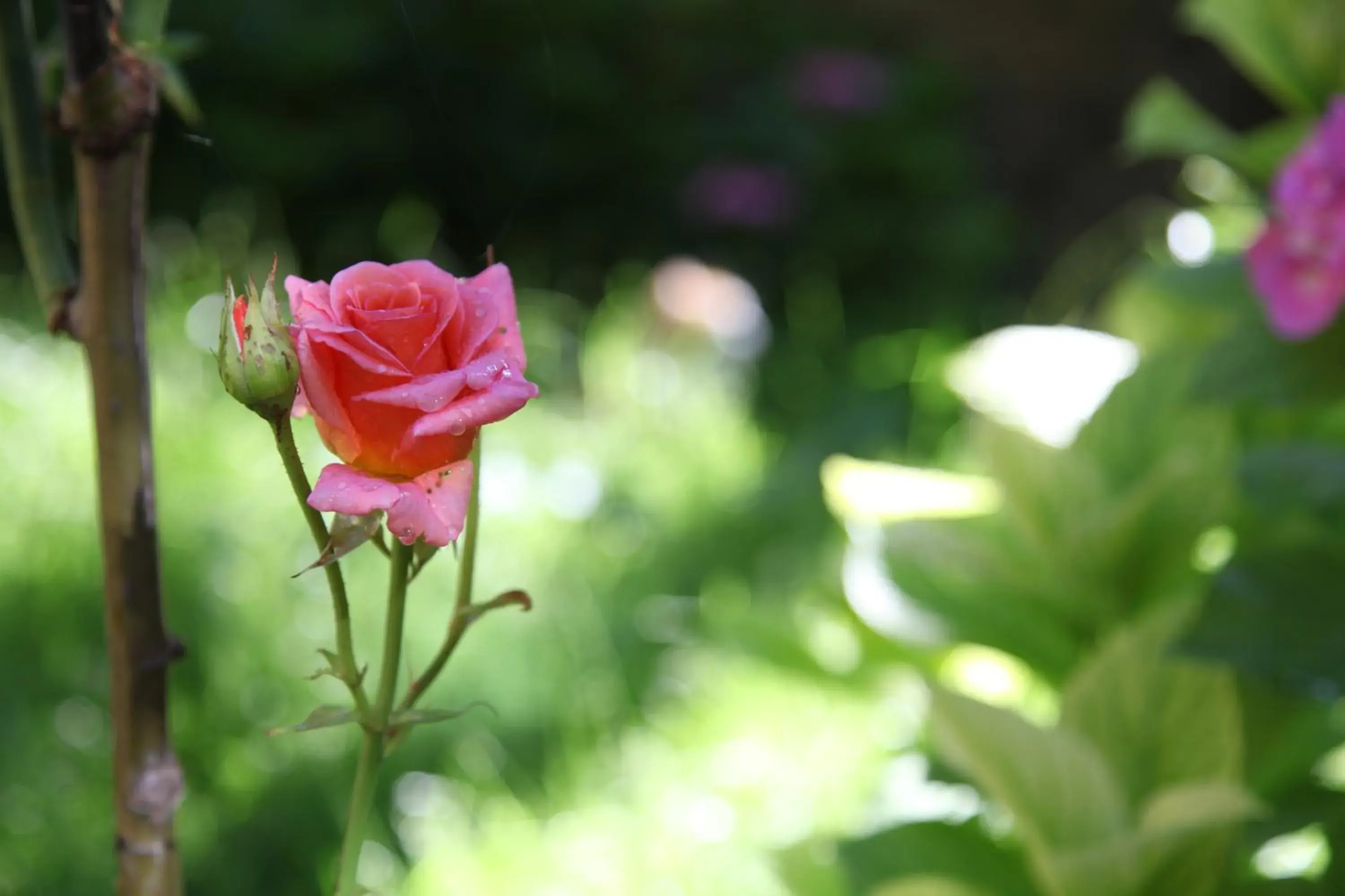 Garden in Hotel San Filis