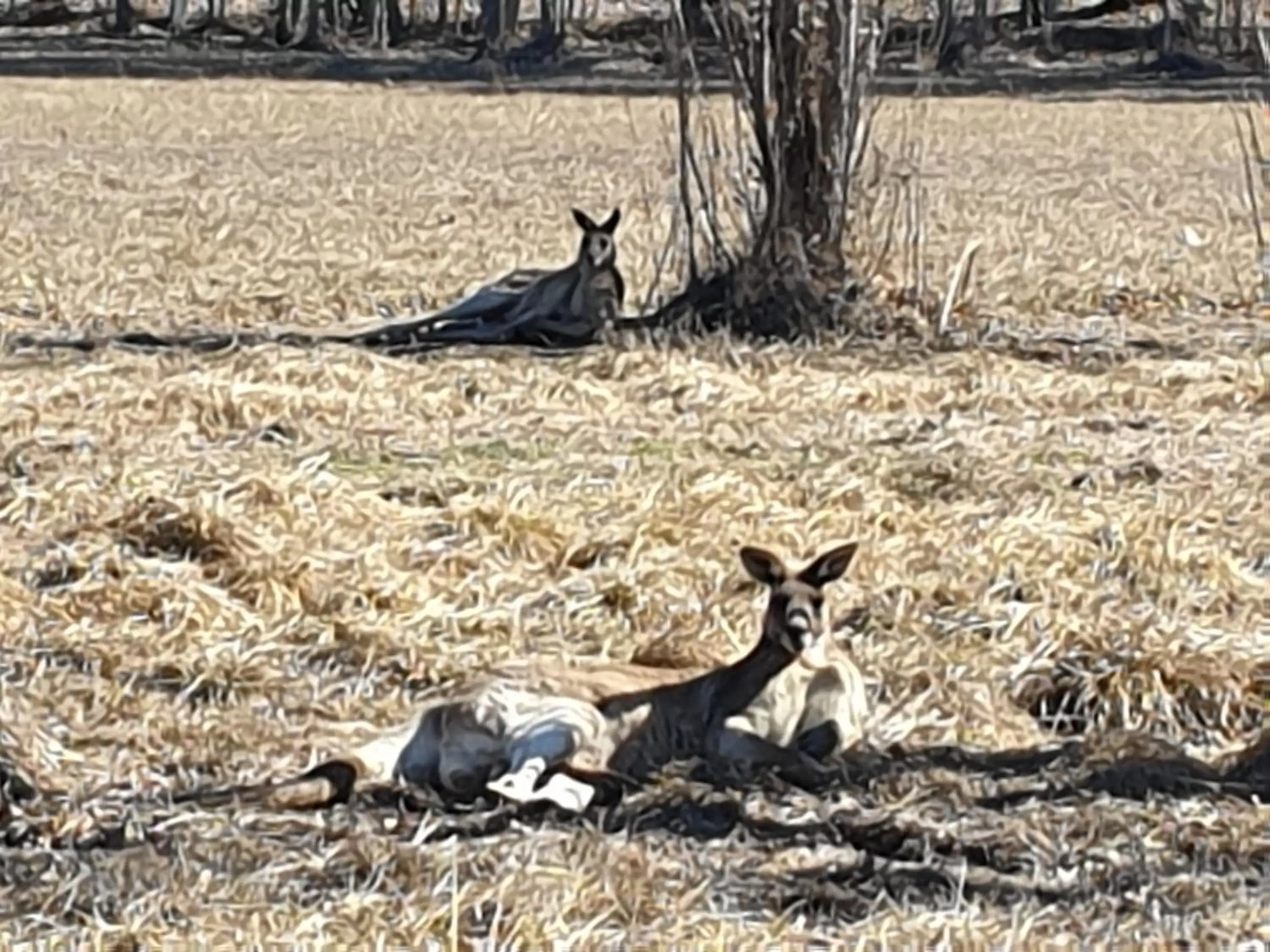 Garden view, Other Animals in Clansman Motel