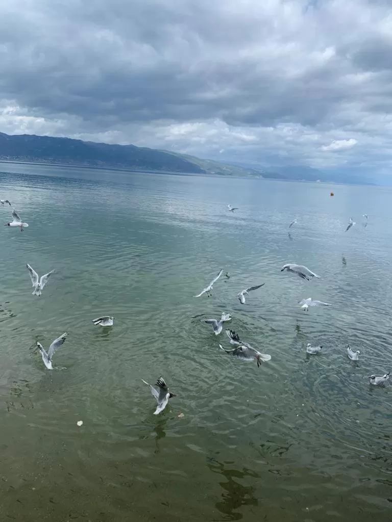 Beach, Other Animals in Grand Hotel Pogradec