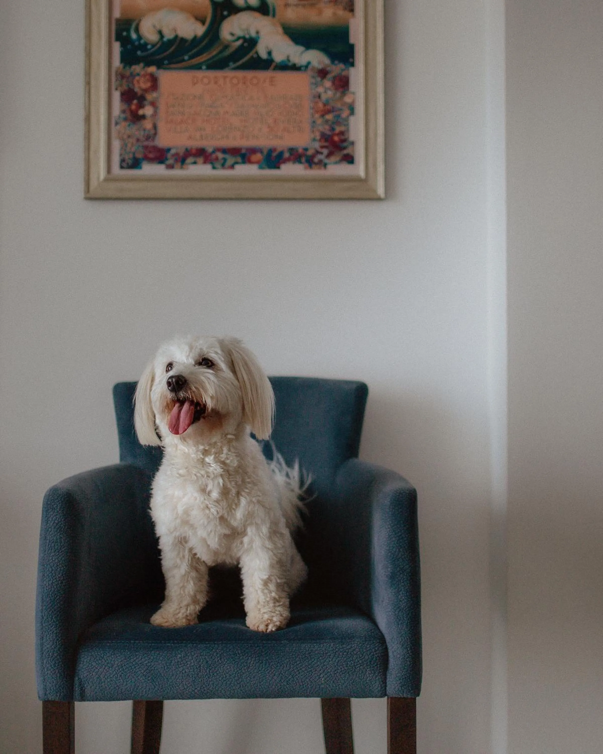 Pets in Boutique Hotel Portorose