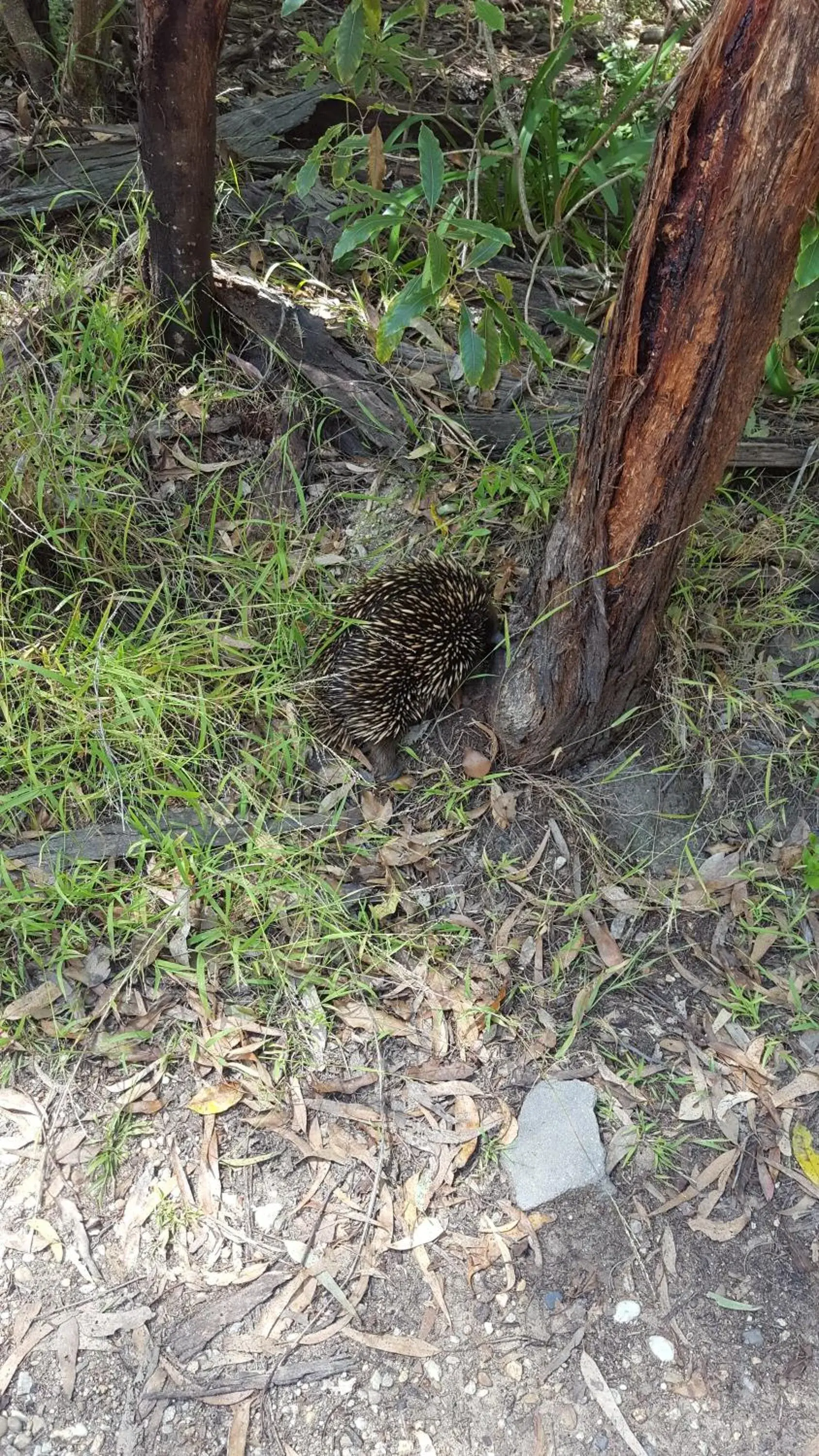 Animals, Other Animals in Kalimna Woods Cottages