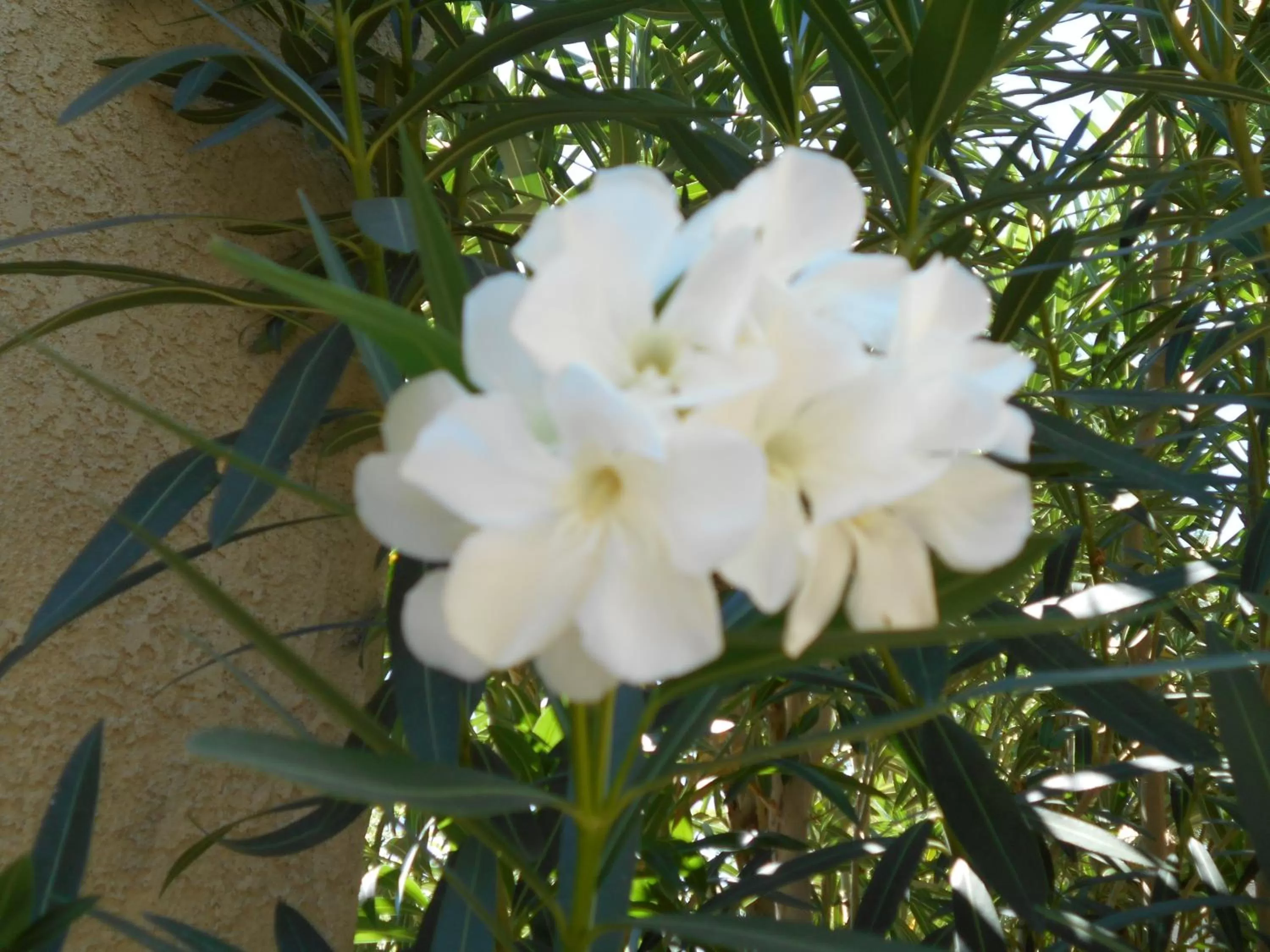 Other, Garden in Atomic Inn Beatty Near Death Valley