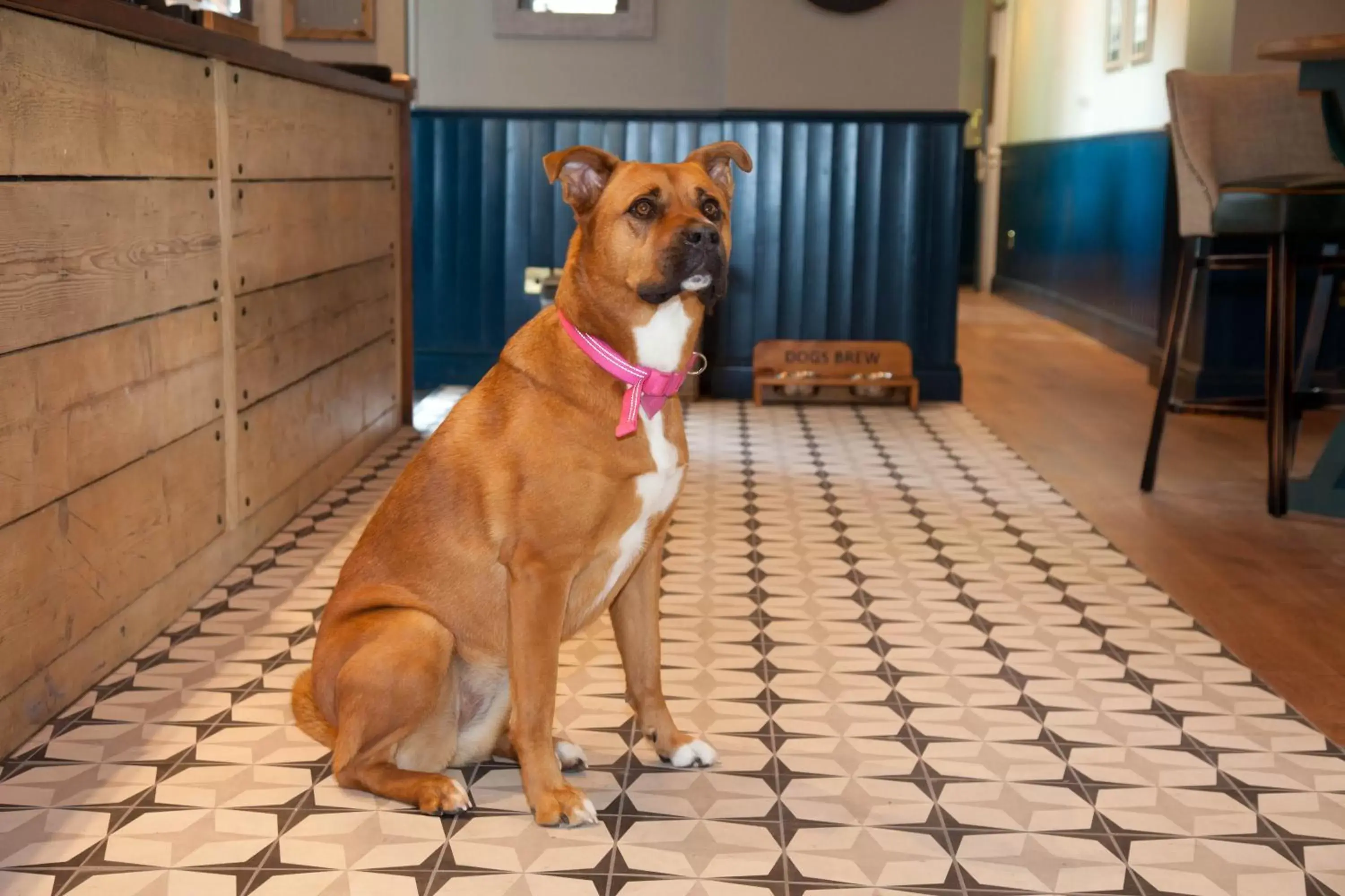 Lounge or bar, Pets in The Royal Hotel