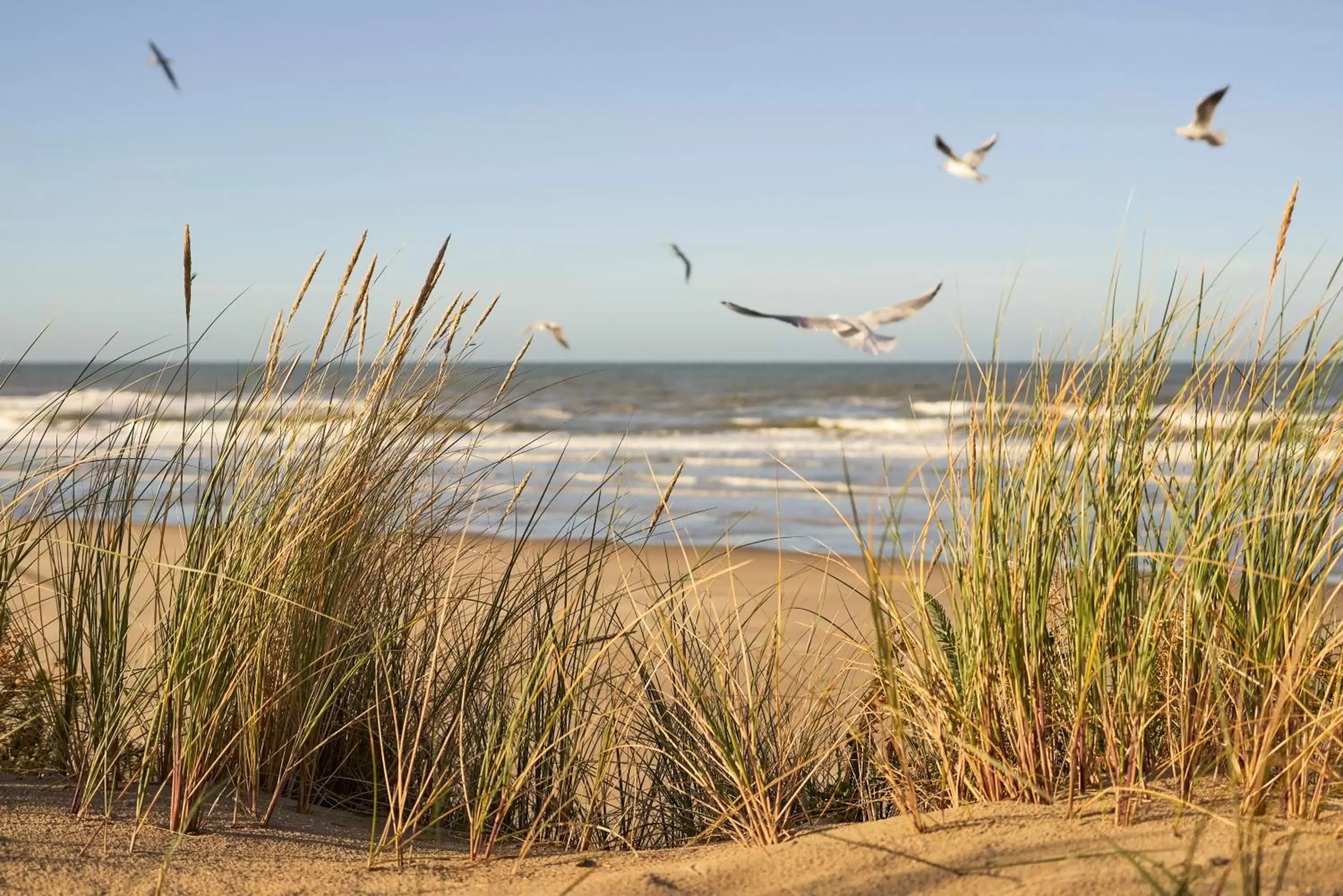 Beach in Novotel Thalassa Le Touquet