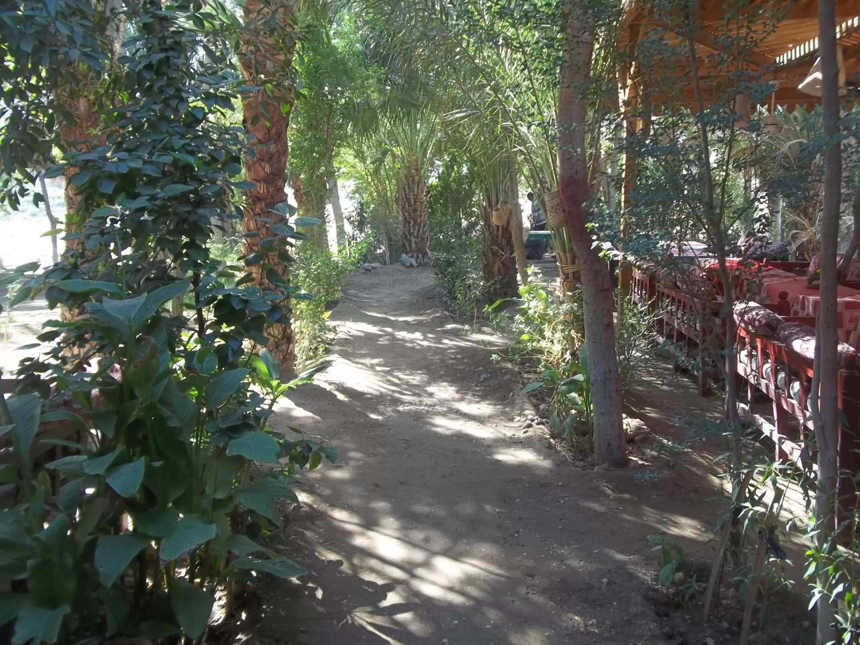 Garden in Nour El Gourna