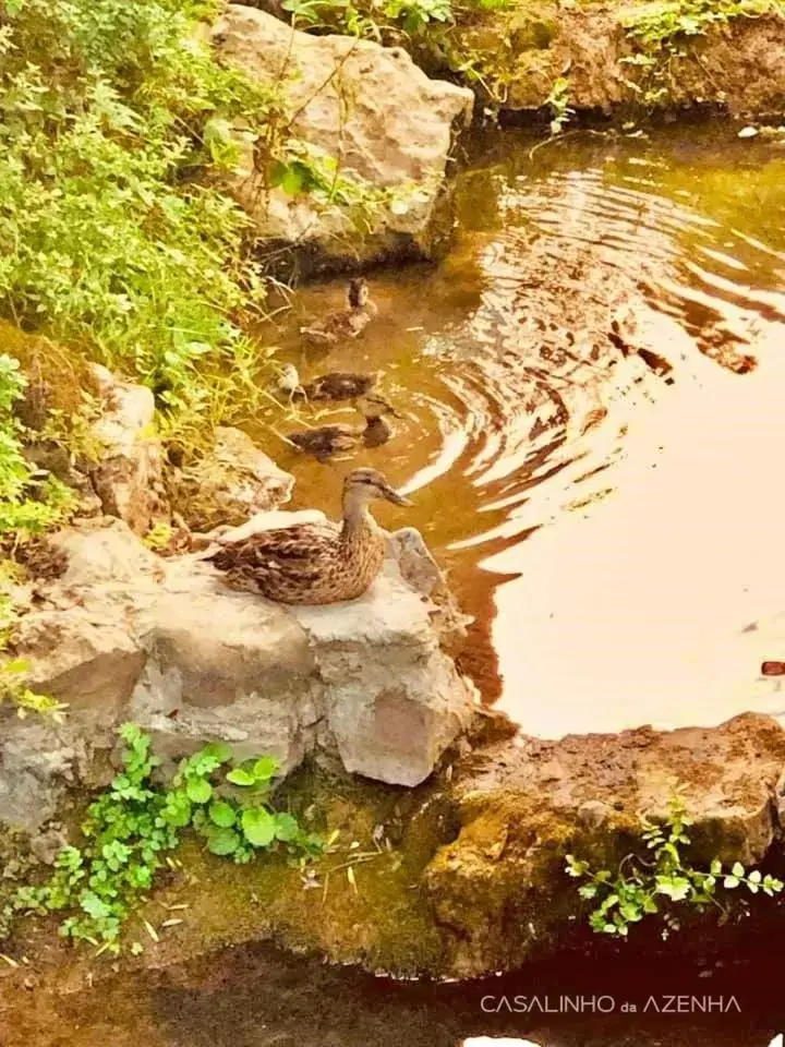 Day, Other Animals in Casalinho da Azenha - Charm House