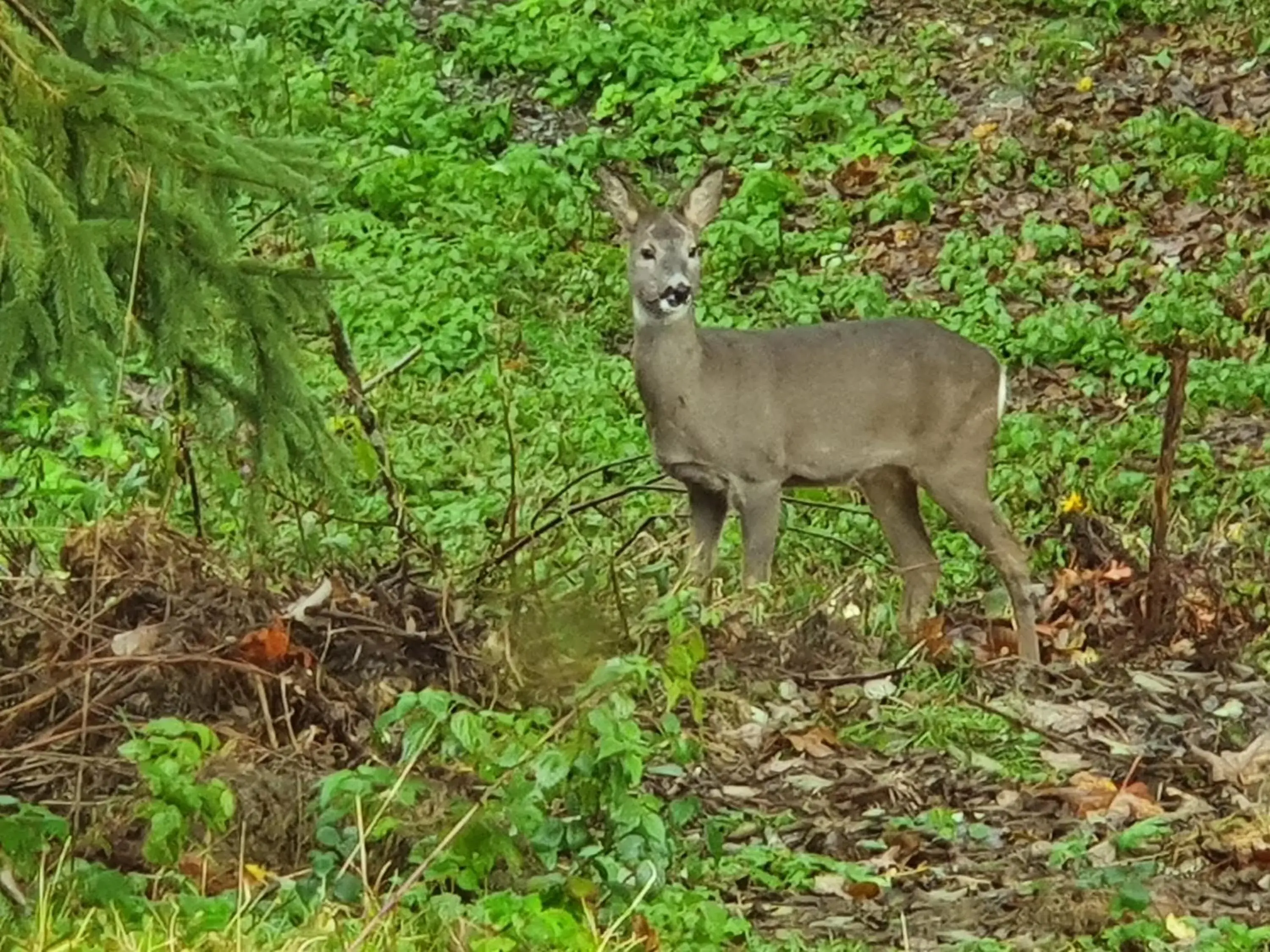 View (from property/room), Other Animals in Alpenhof