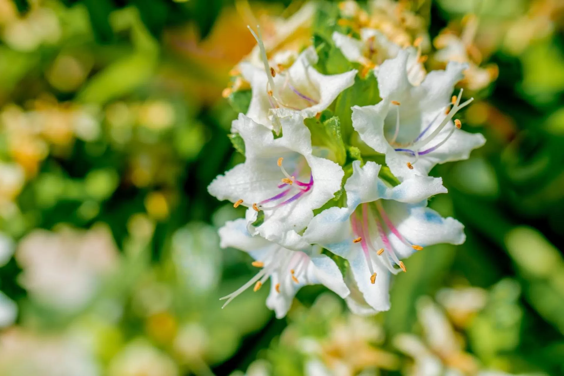 Garden in Hyde Park Lane