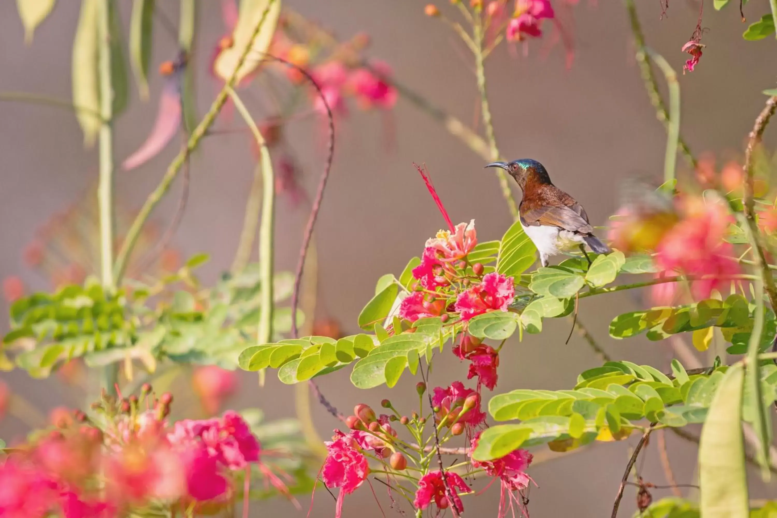 Garden, Other Animals in SwaSwara Gokarna - CGH Earth