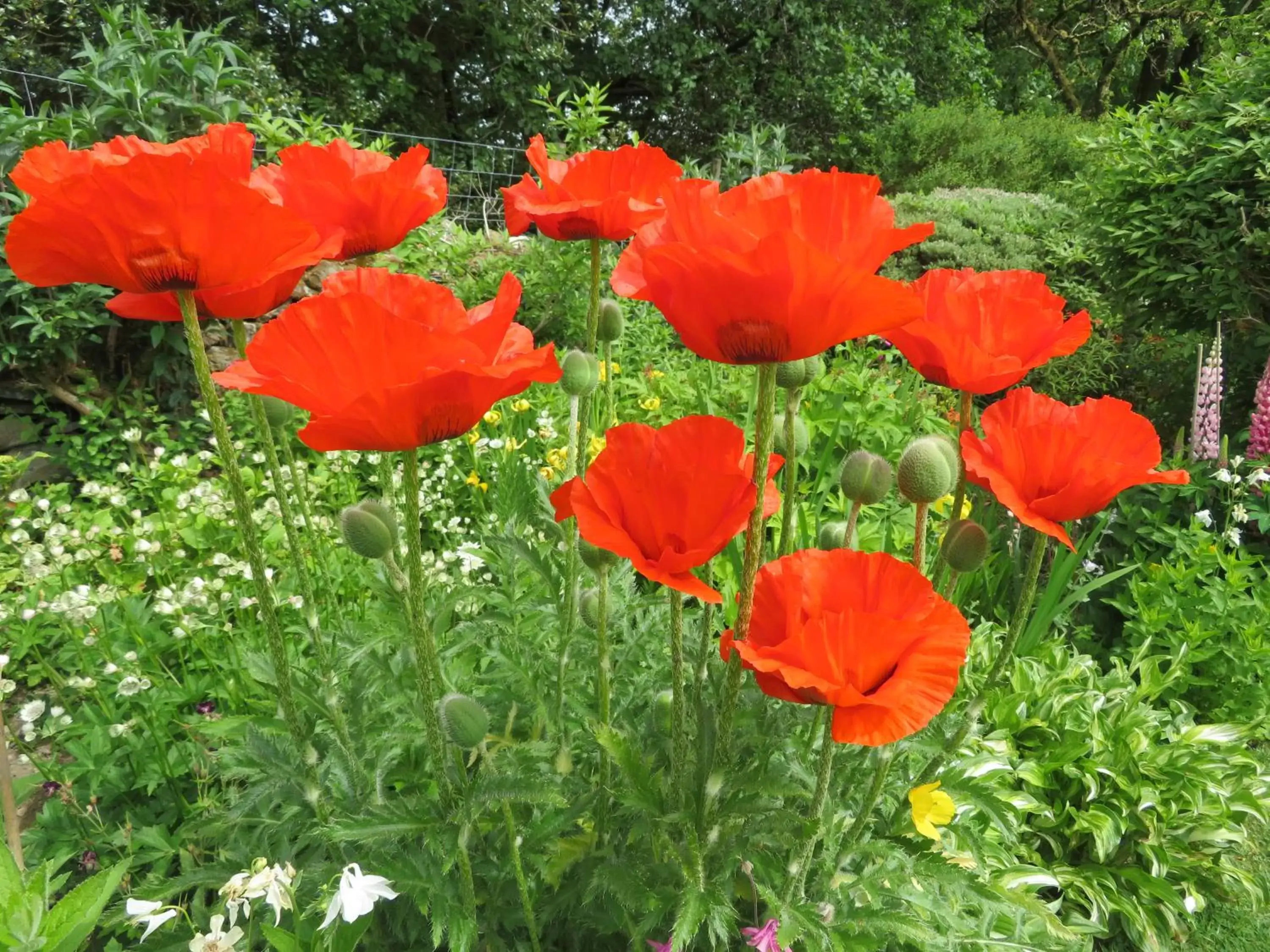 Garden in Slack Cottage