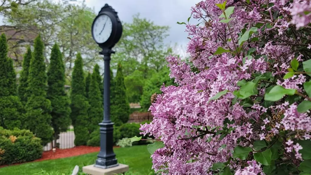 Garden in Chocolate Mansion