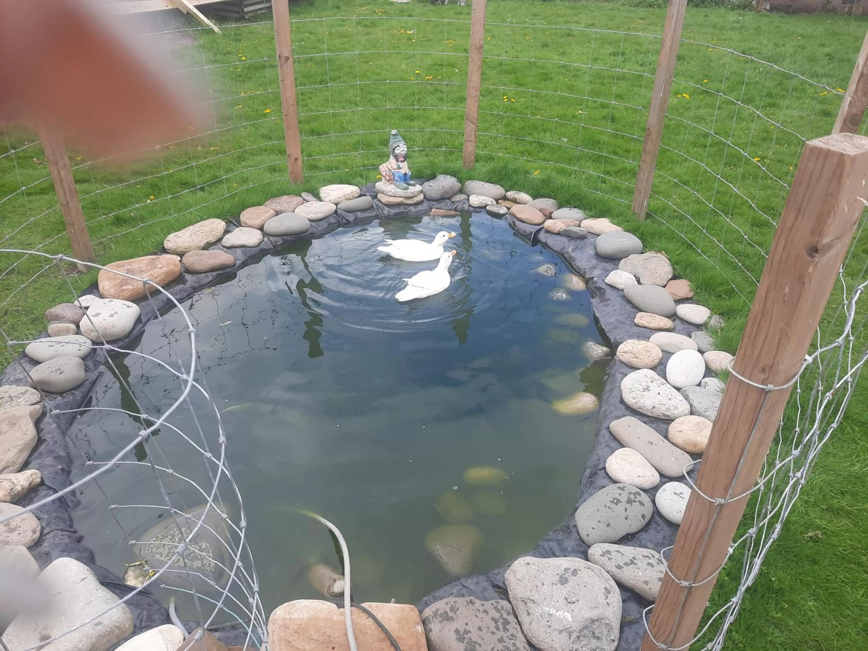 Other Animals in Cedarville Guesthouse