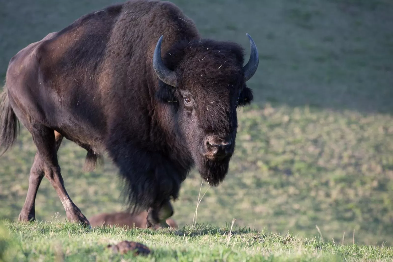 Animals in Landhotel Lammershof